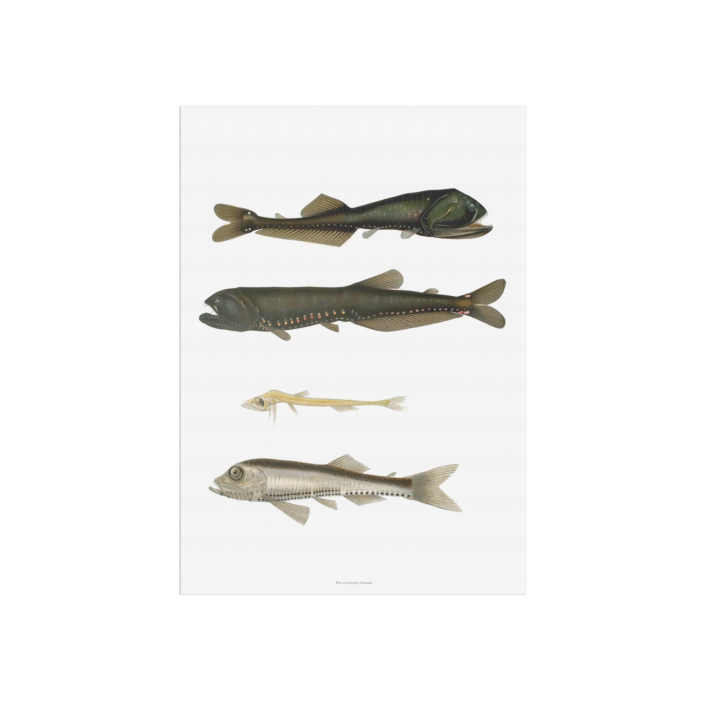 Vintage Luminous Fish Poster - Antique Deep-Sea Marine Art Print