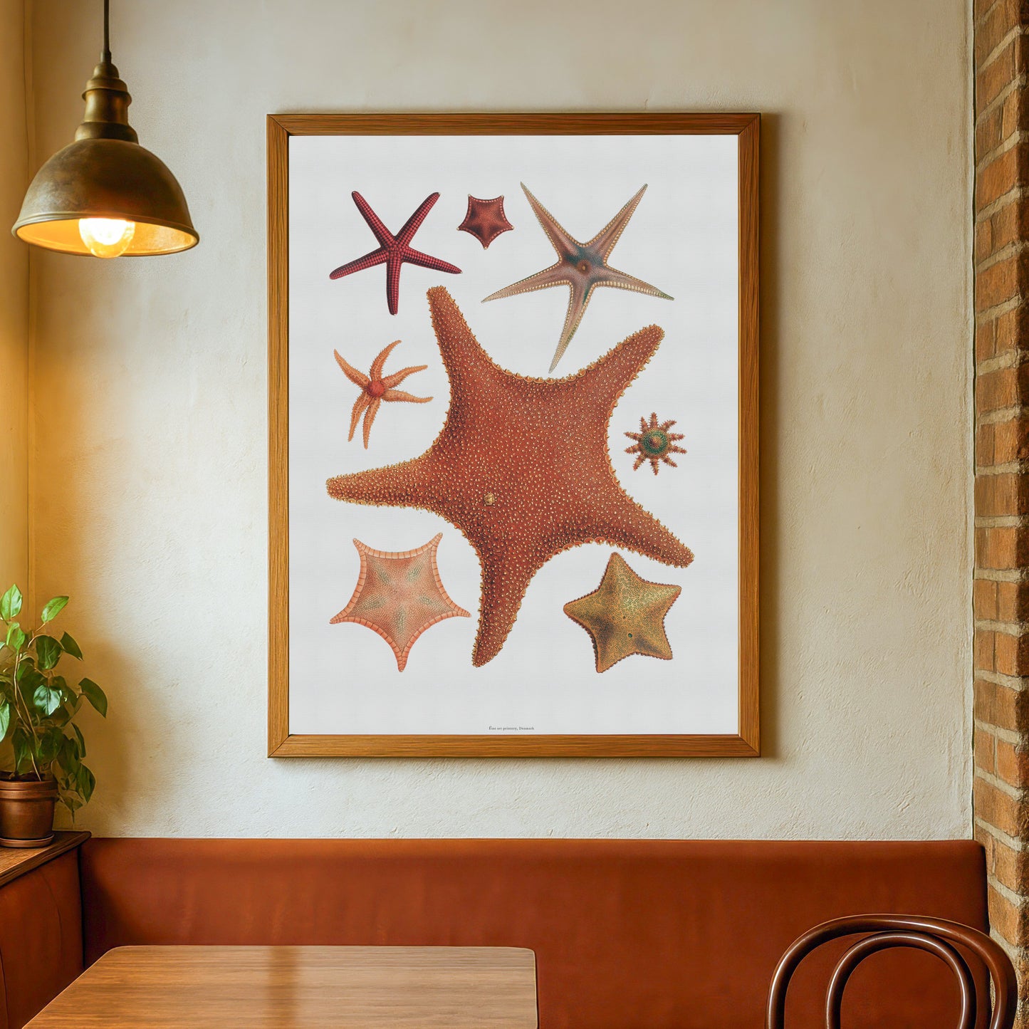 Historic Starfish Poster - A Timeless Piece for Marine & Decor Lovers