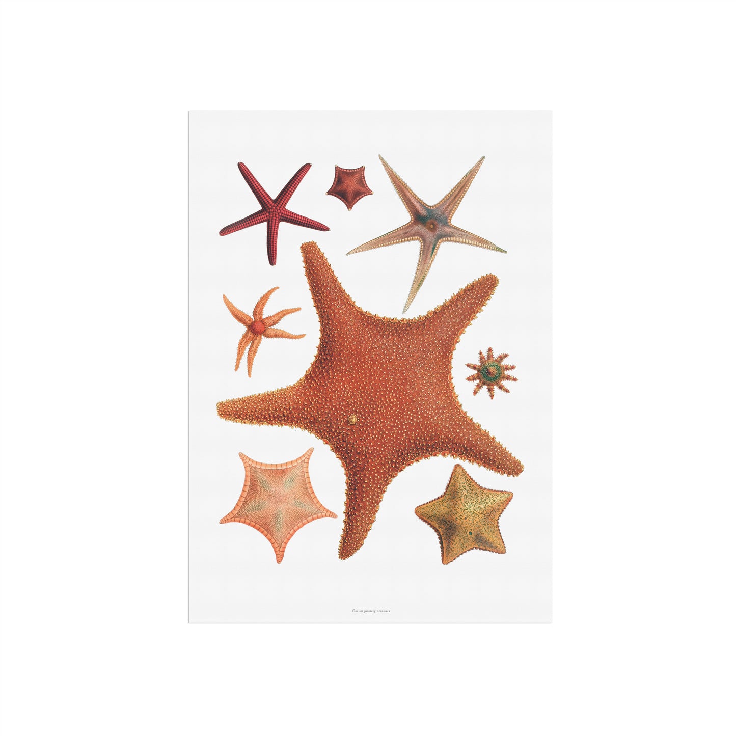 Historic Starfish Poster - A Timeless Piece for Marine & Decor Lovers