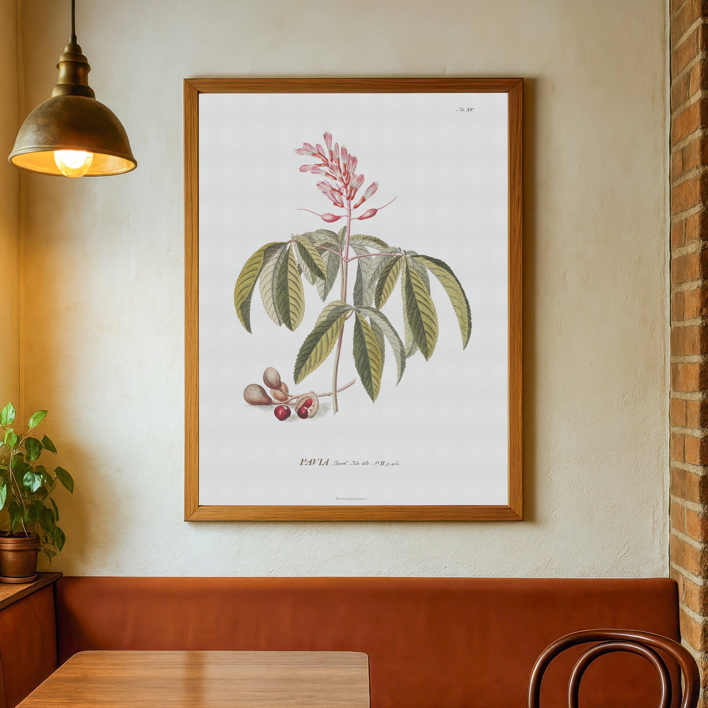 Vintage Red Buckeye Botanical Print – 1751 Plantae Selectae Illustration