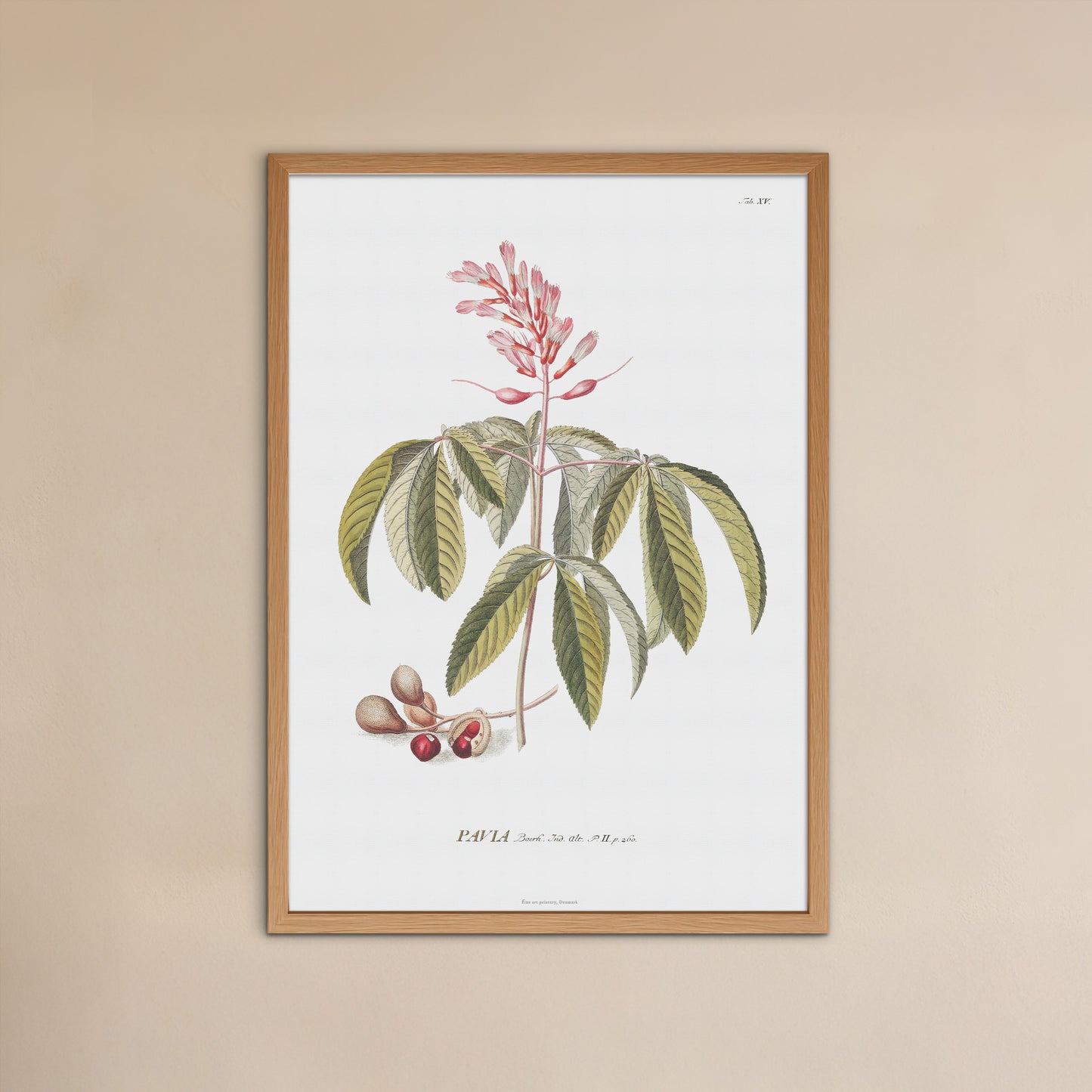 Vintage Red Buckeye Botanical Print – 1751 Plantae Selectae Illustration