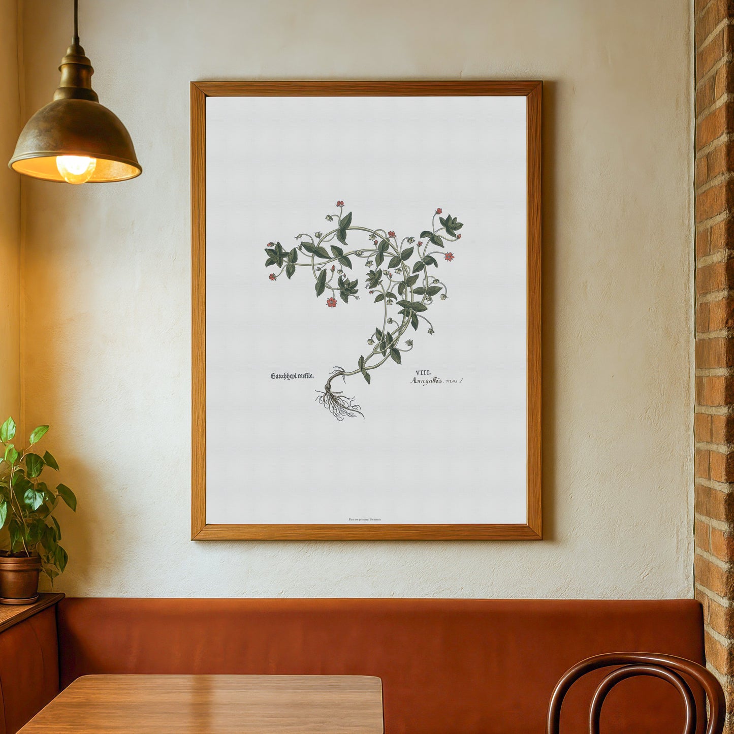 Scarlet Pimpernel Botanical Poster - Anagallis arvensis - Fuchs' New Kreüterbuch Print