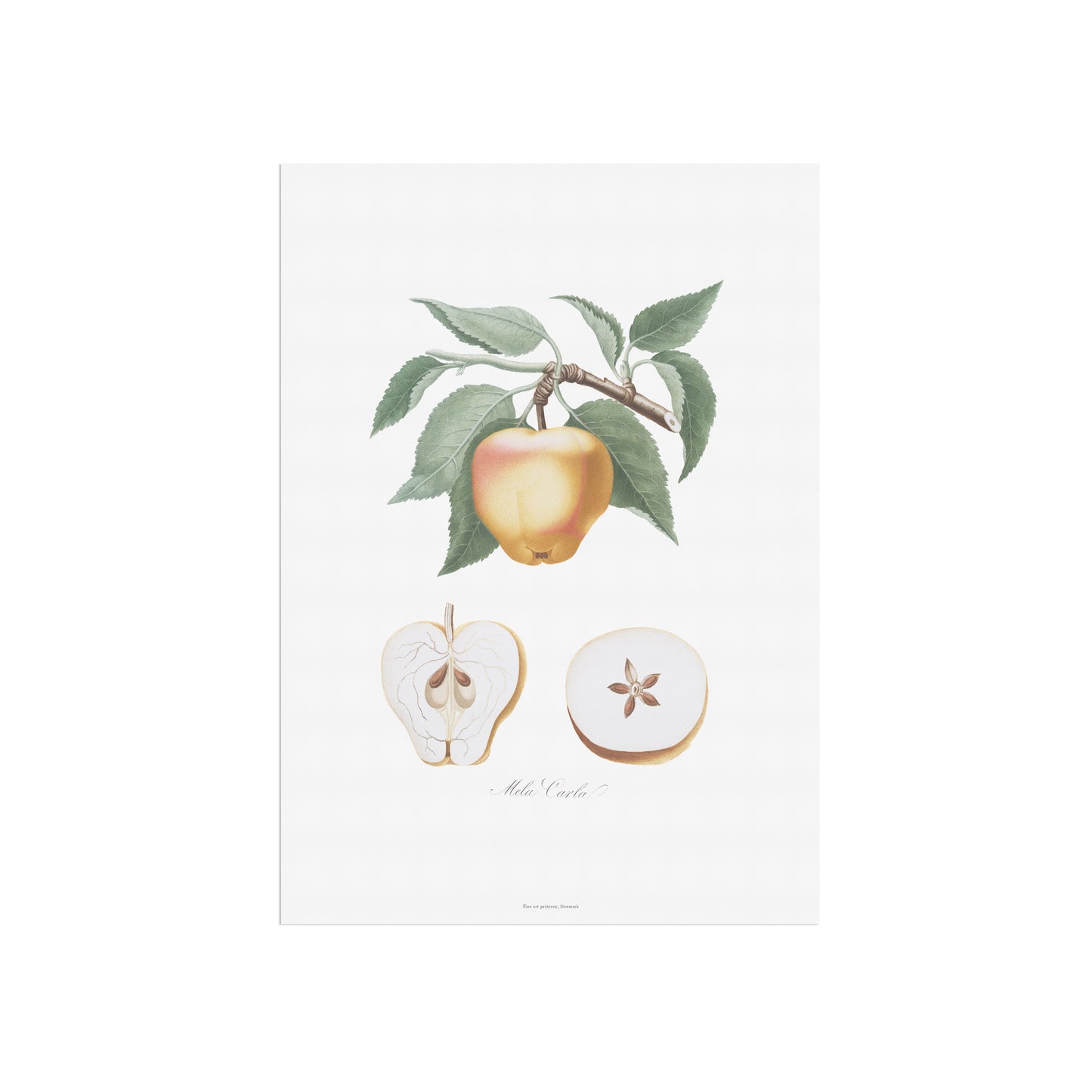Vintage Apple Poster - Mela Carla Botanical Art Print by Gallesio