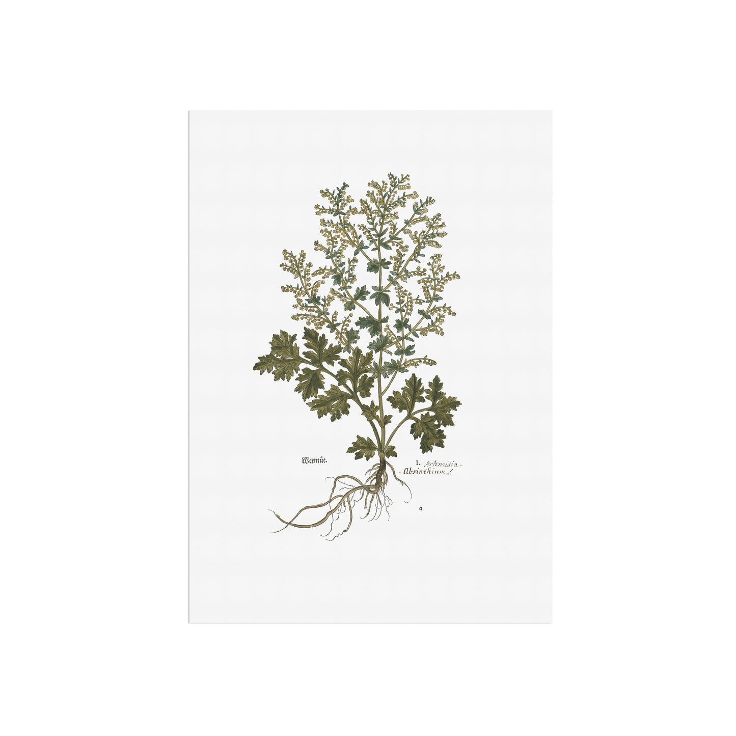 Artemisia Absinthium (Wormwood) – Botanical Poster from Fuchs' New Kreüterbuch (1543)