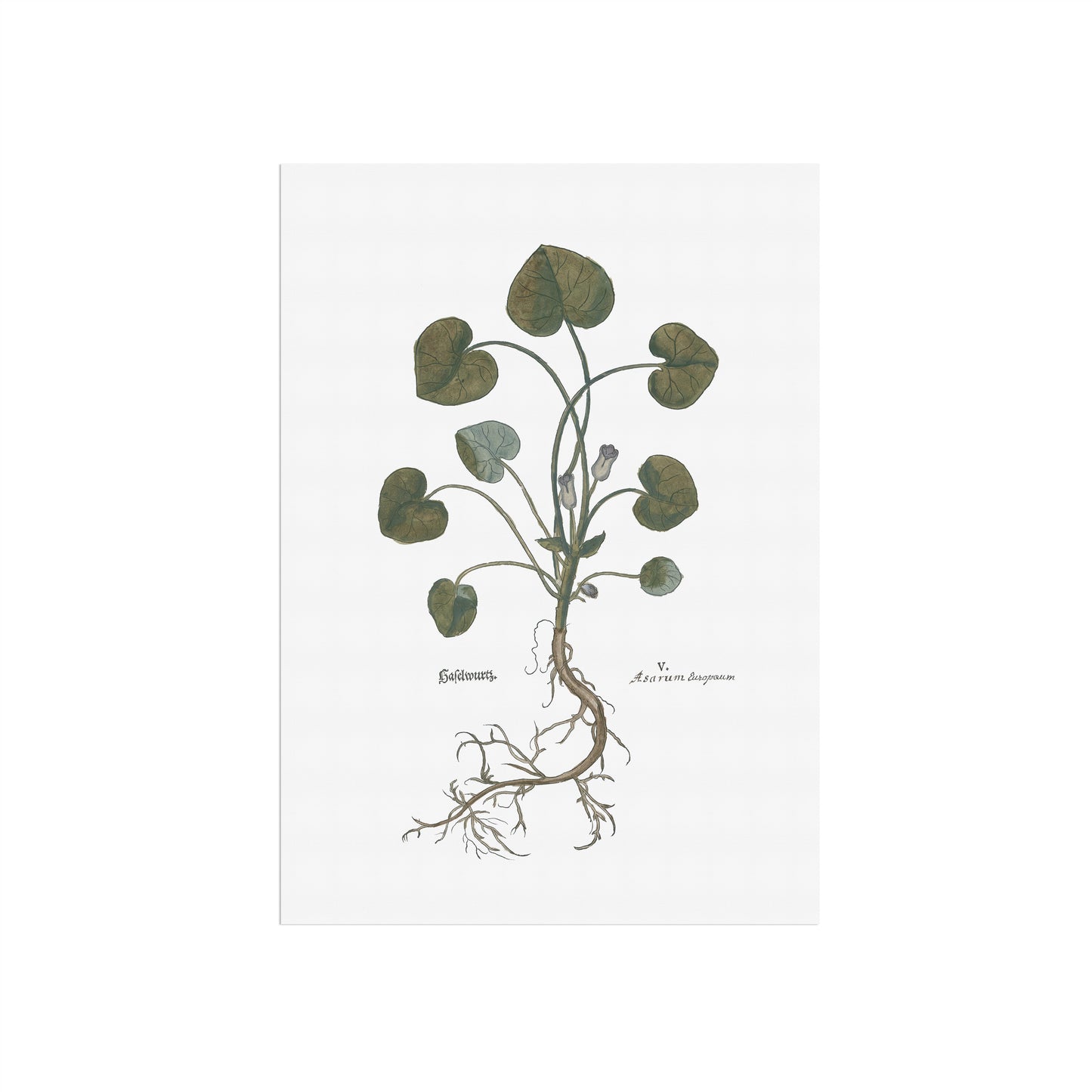 Asarum europaeum (European Wild Ginger) – Botanical Poster from Fuchs' New Kreüterbuch (1543)