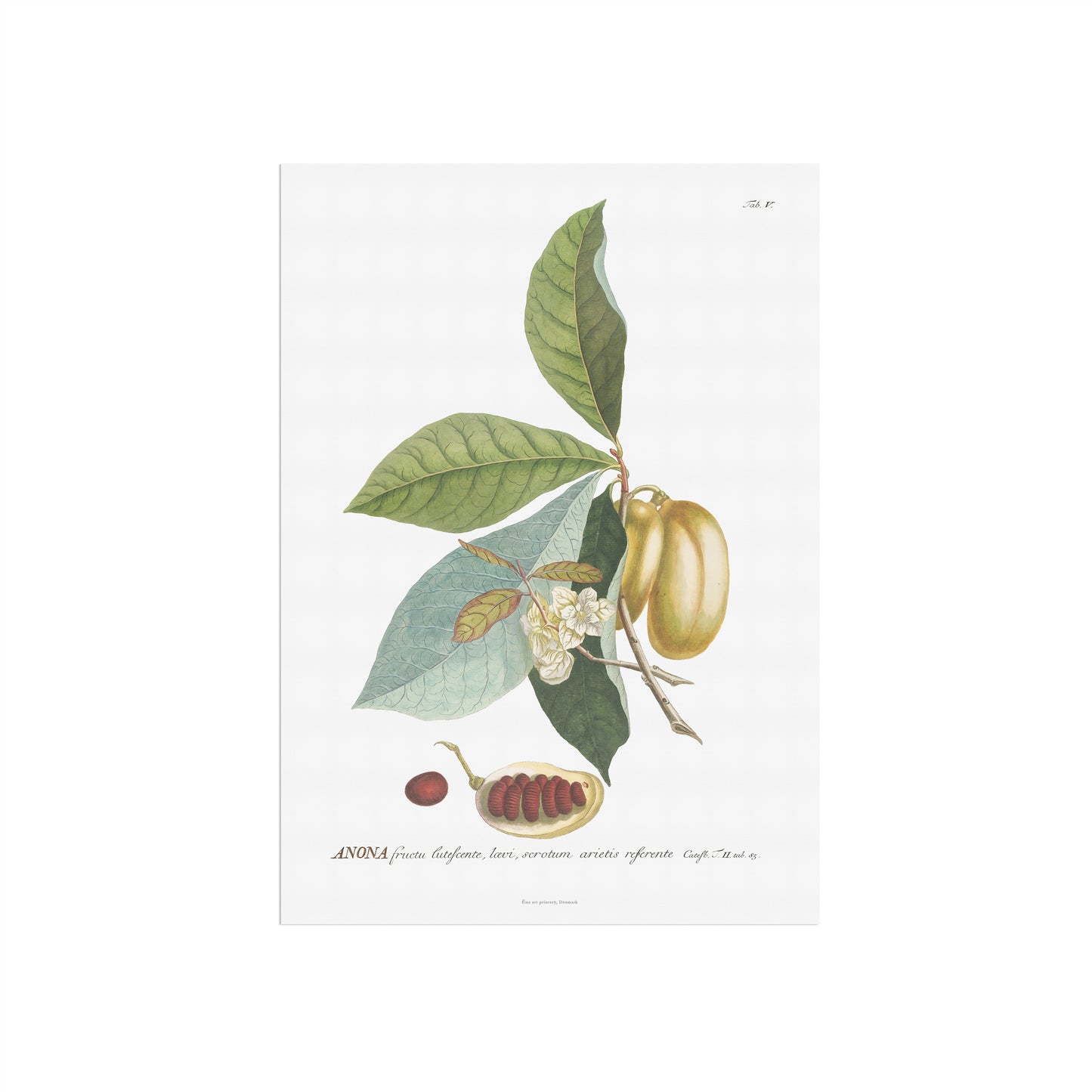 Vintage Pawpaw (Asimina triloba) Botanical Print – 1750 Plantae Selectae Illustration