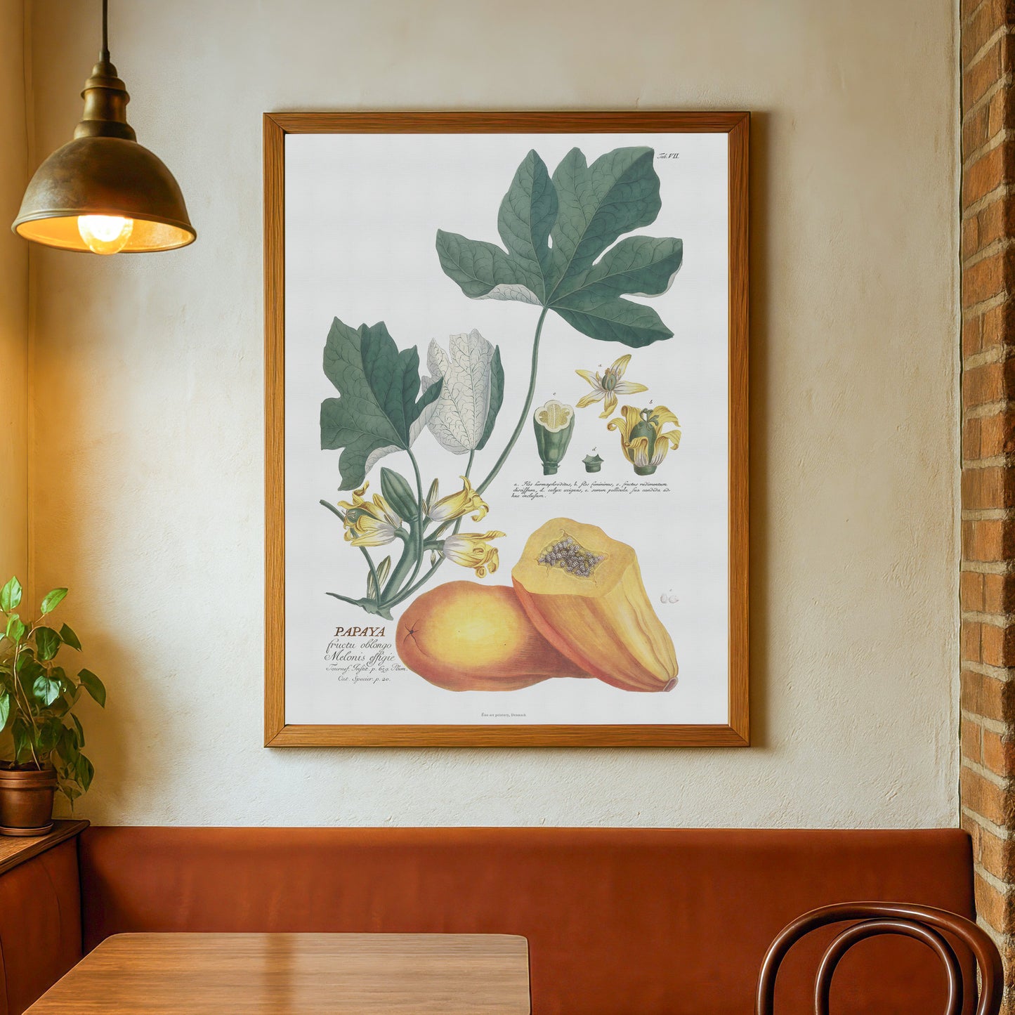 Vintage Papaya Botanical Print – 1750 Plantae Selectae Illustration