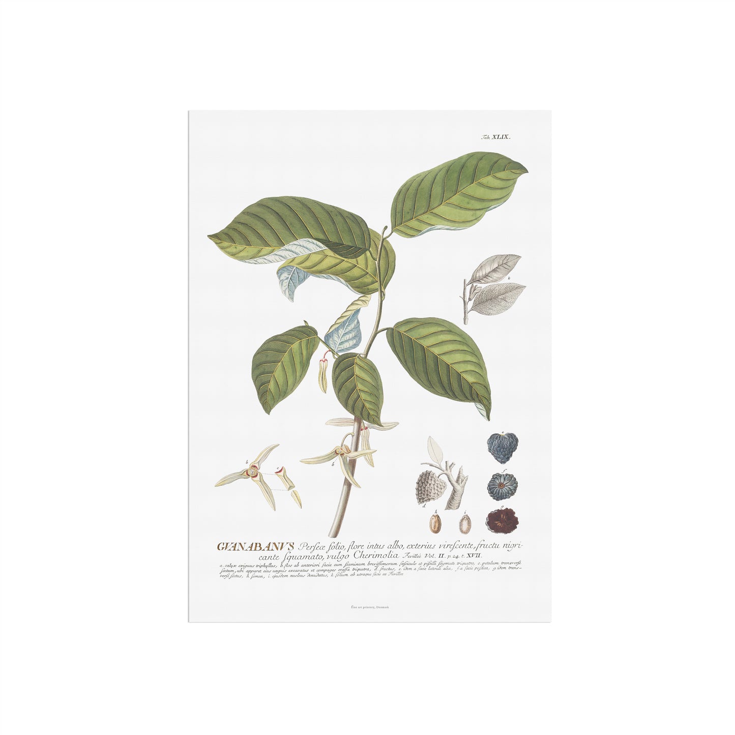 Annona cherimola (Cherimoya) Vintage Botanical Print – 1756 Plantae Selectae