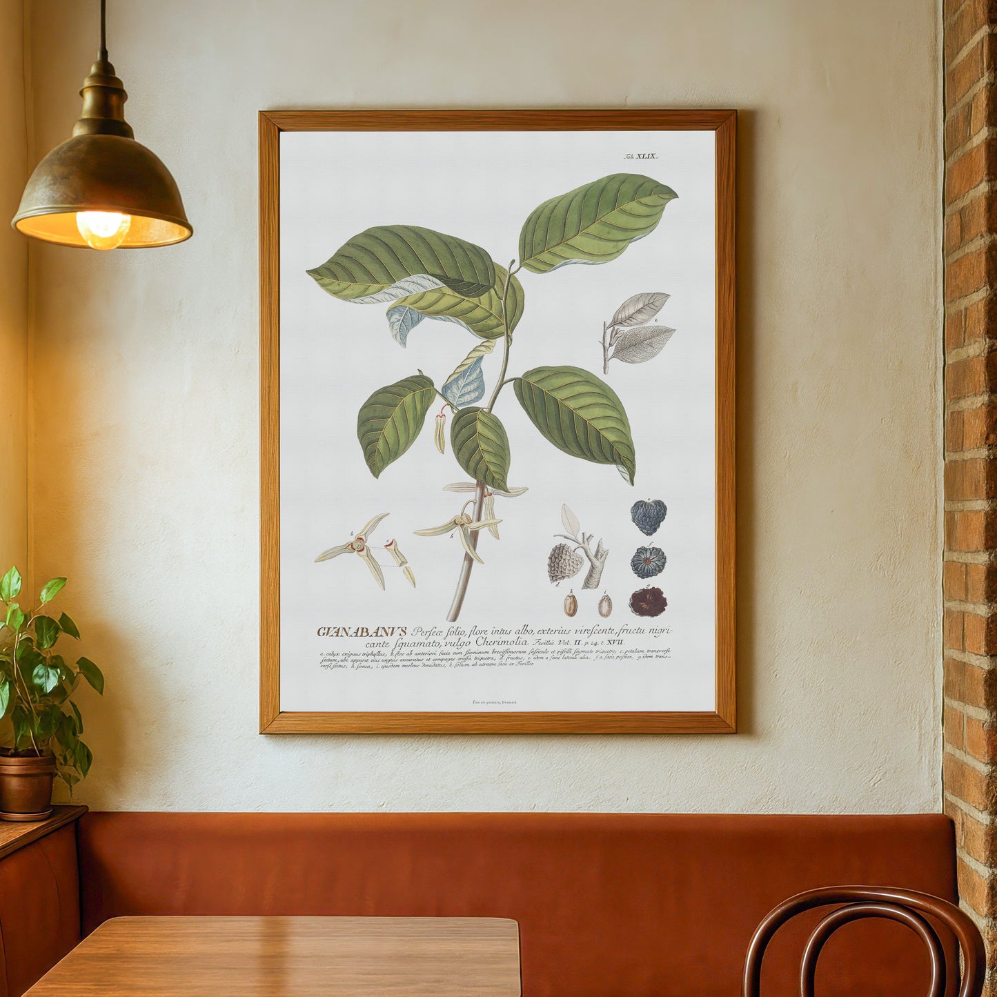 Annona cherimola (Cherimoya) Vintage Botanical Print – 1756 Plantae Selectae