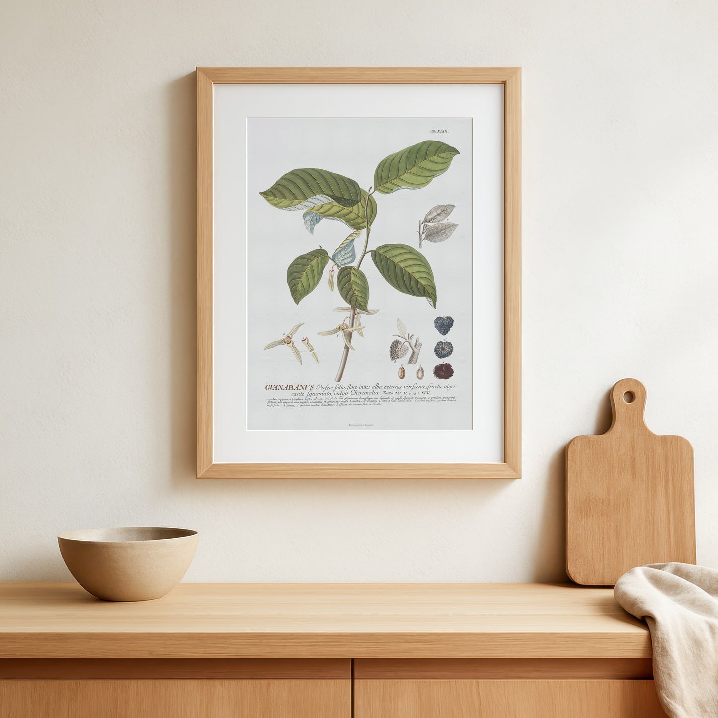 Annona cherimola (Cherimoya) Vintage Botanical Print – 1756 Plantae Selectae