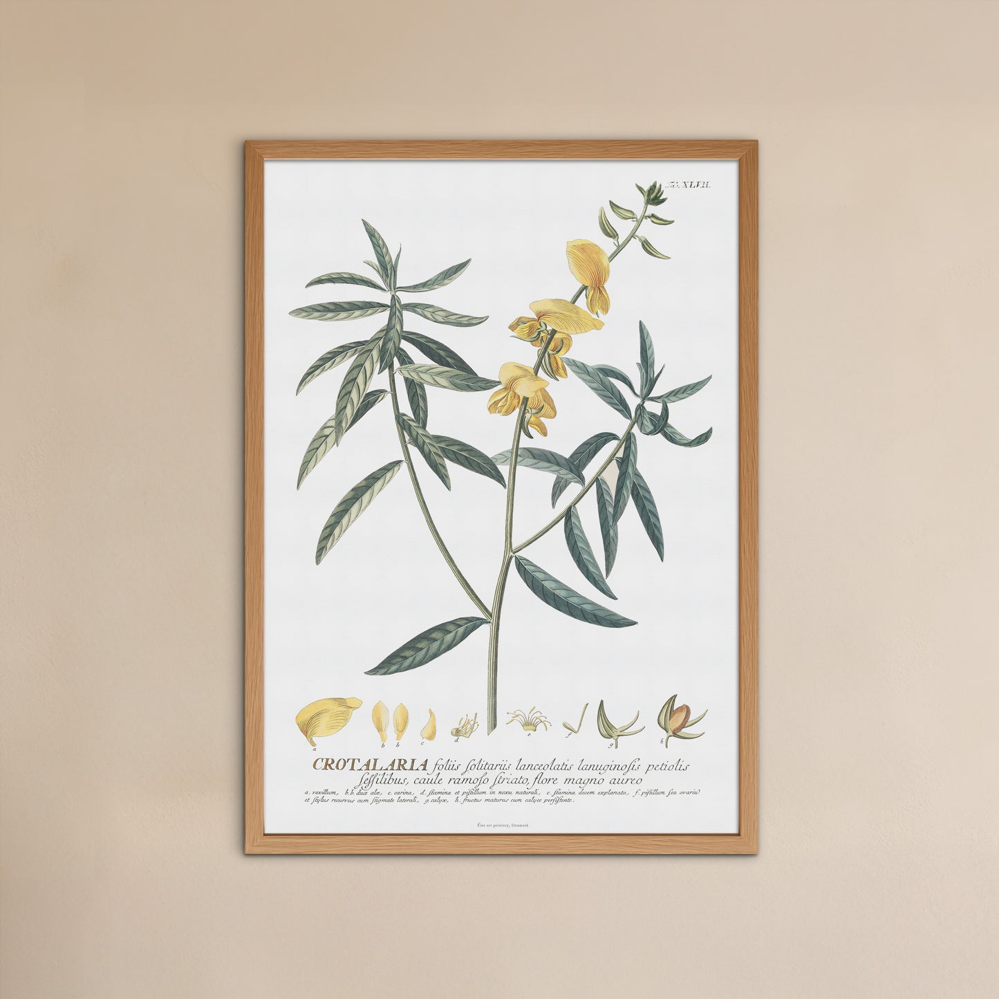 Crotalaria juncea (Brown Hemp) - Plantae Selectae 1756 Botanical Art Print