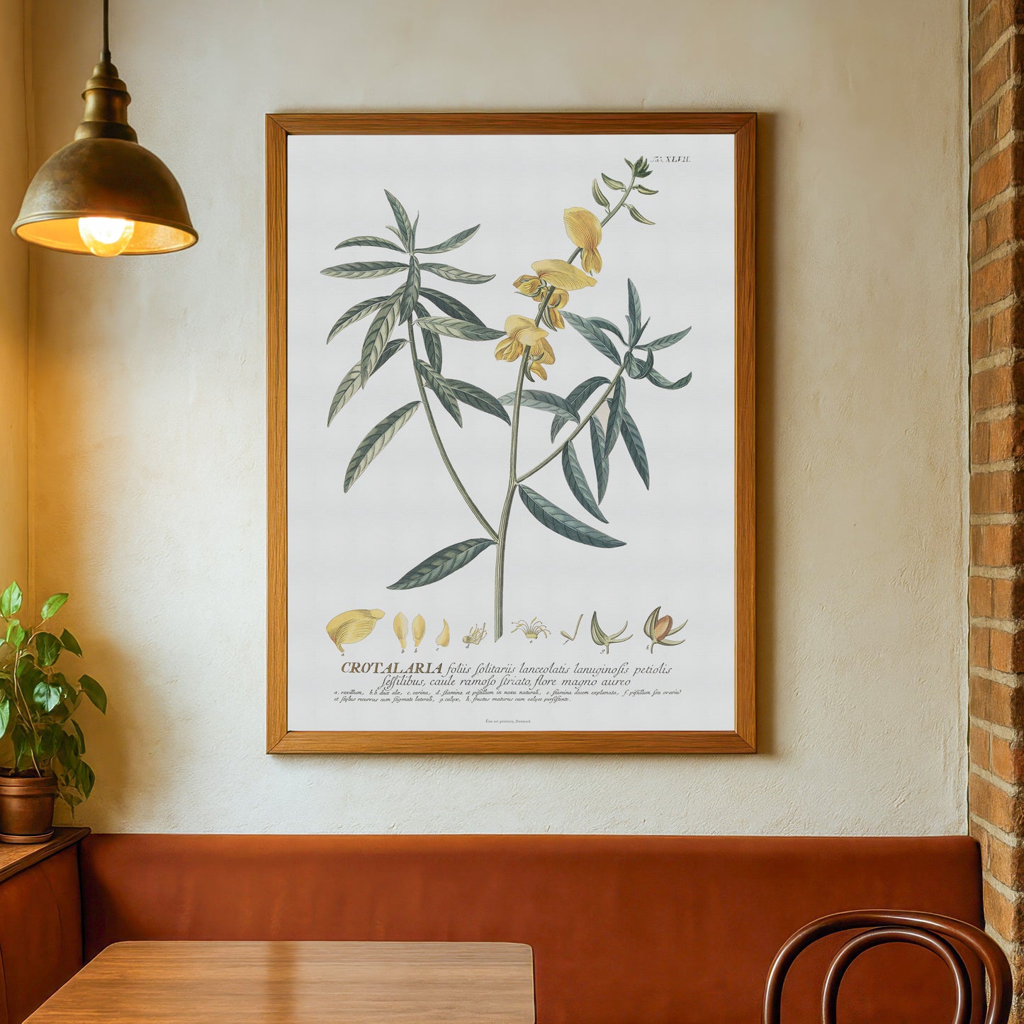 Crotalaria juncea (Brown Hemp) - Plantae Selectae 1756 Botanical Art Print
