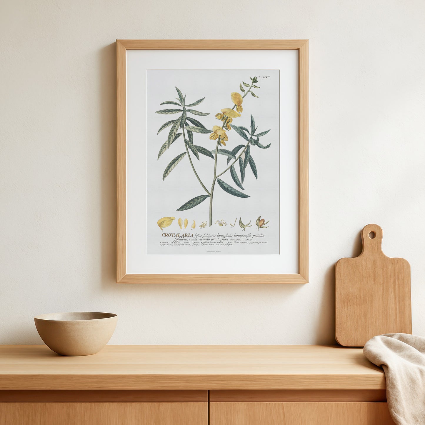 Crotalaria juncea (Brown Hemp) - Plantae Selectae 1756 Botanical Art Print