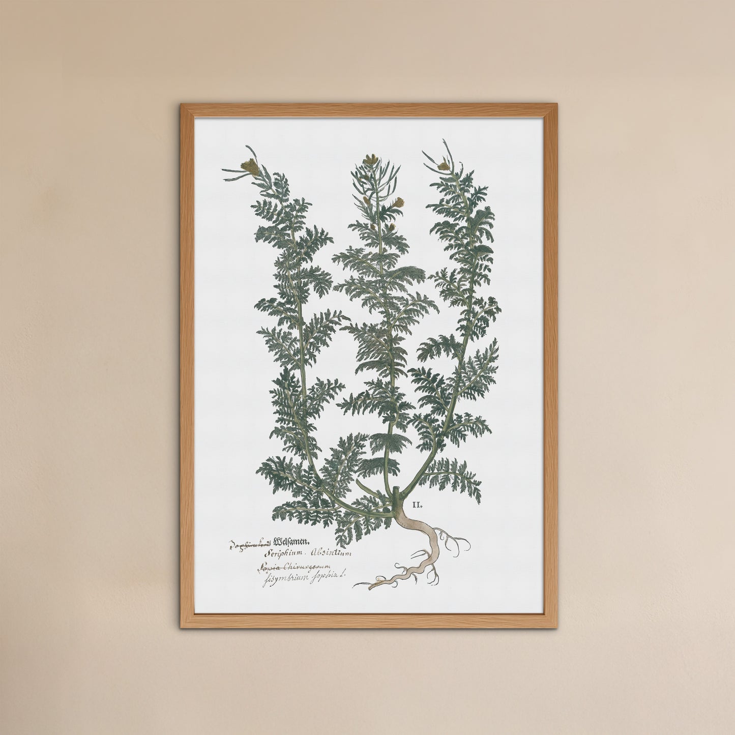 Descurainia sophia (Sophia’s Herb) – Botanical Poster from Fuchs' New Kreüterbuch (1543)