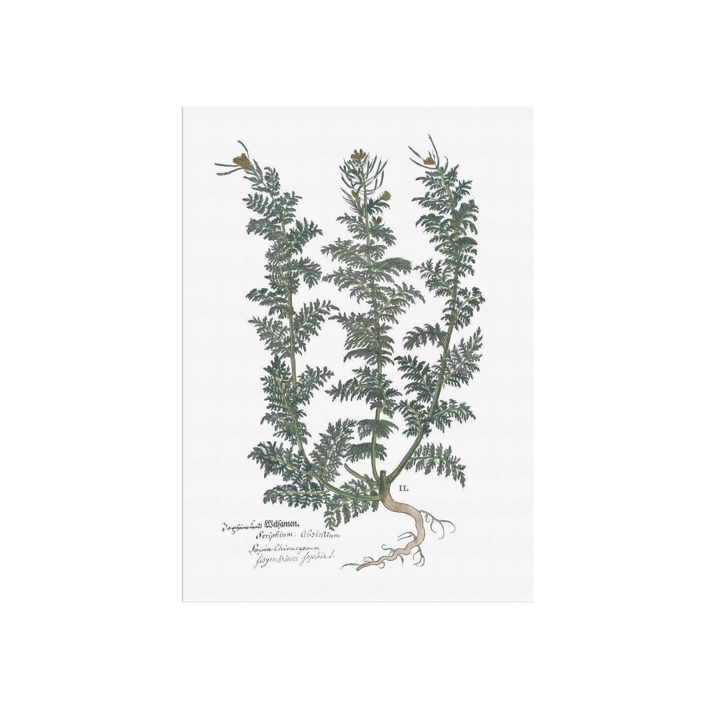 Descurainia sophia (Sophia’s Herb) – Botanical Poster from Fuchs' New Kreüterbuch (1543)