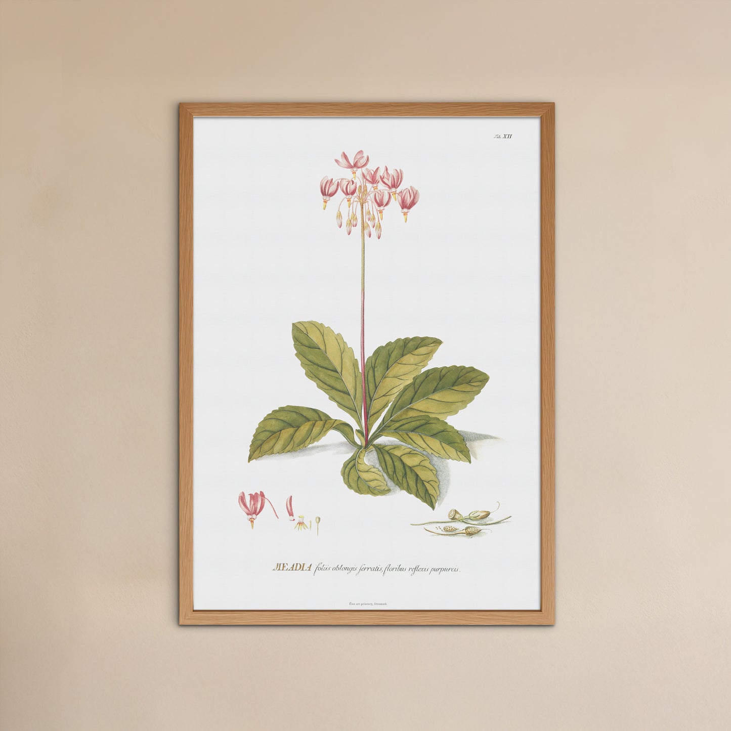 Vintage Shooting Star Flower Botanical Print – 1751 Plantae Selectae Illustration