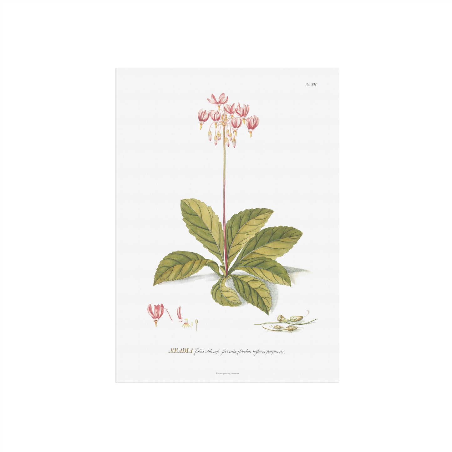 Vintage Shooting Star Flower Botanical Print – 1751 Plantae Selectae Illustration