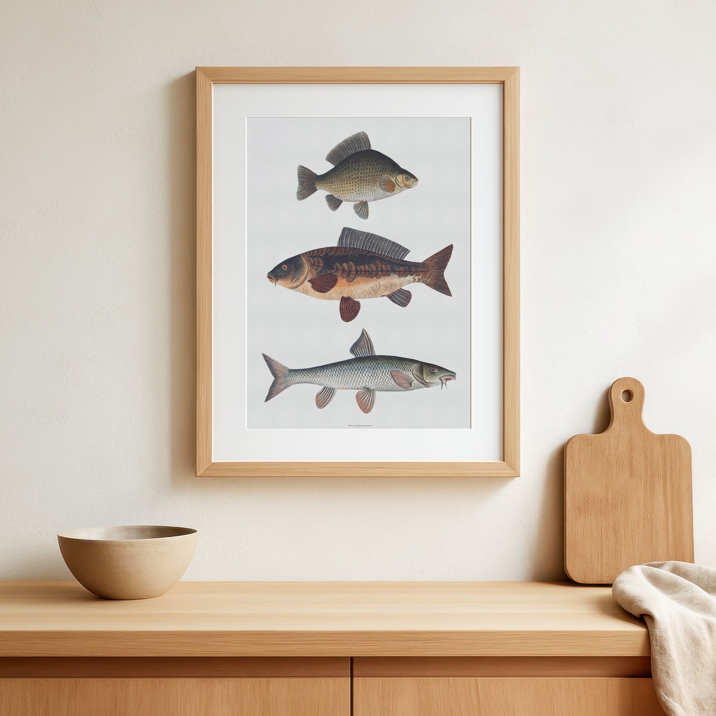Vintage European Carp Species Poster | Crucian Carp, Common Carp & Barbel | Bloch 18th Century Fish Art