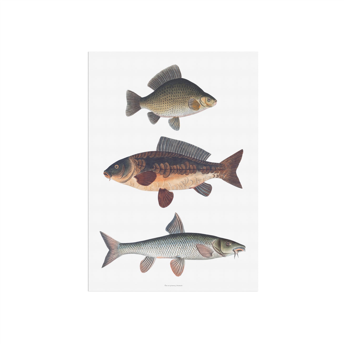Vintage European Carp Species Poster | Crucian Carp, Common Carp & Barbel | Bloch 18th Century Fish Art