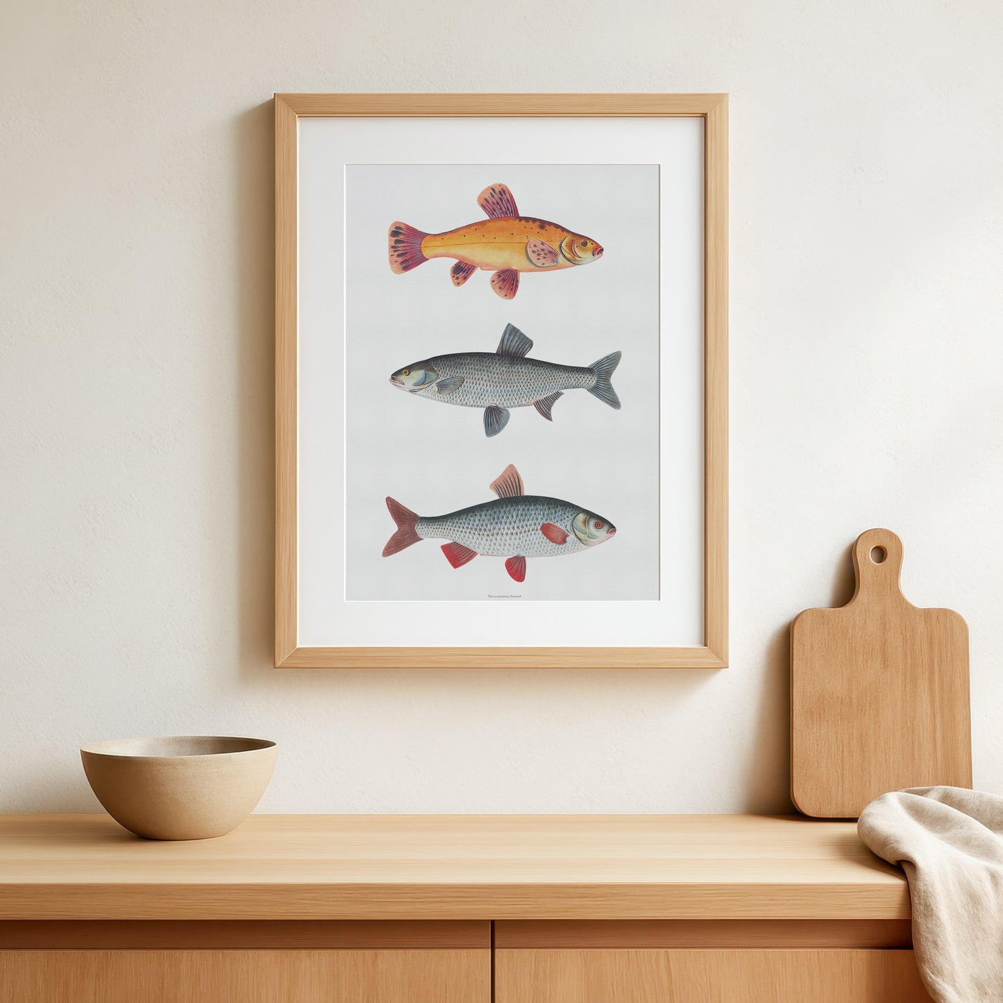 Vintage European Freshwater Fish Chart | Gold Tench, Asp & Roach | 18th Century Ichthyology Art by Bloch