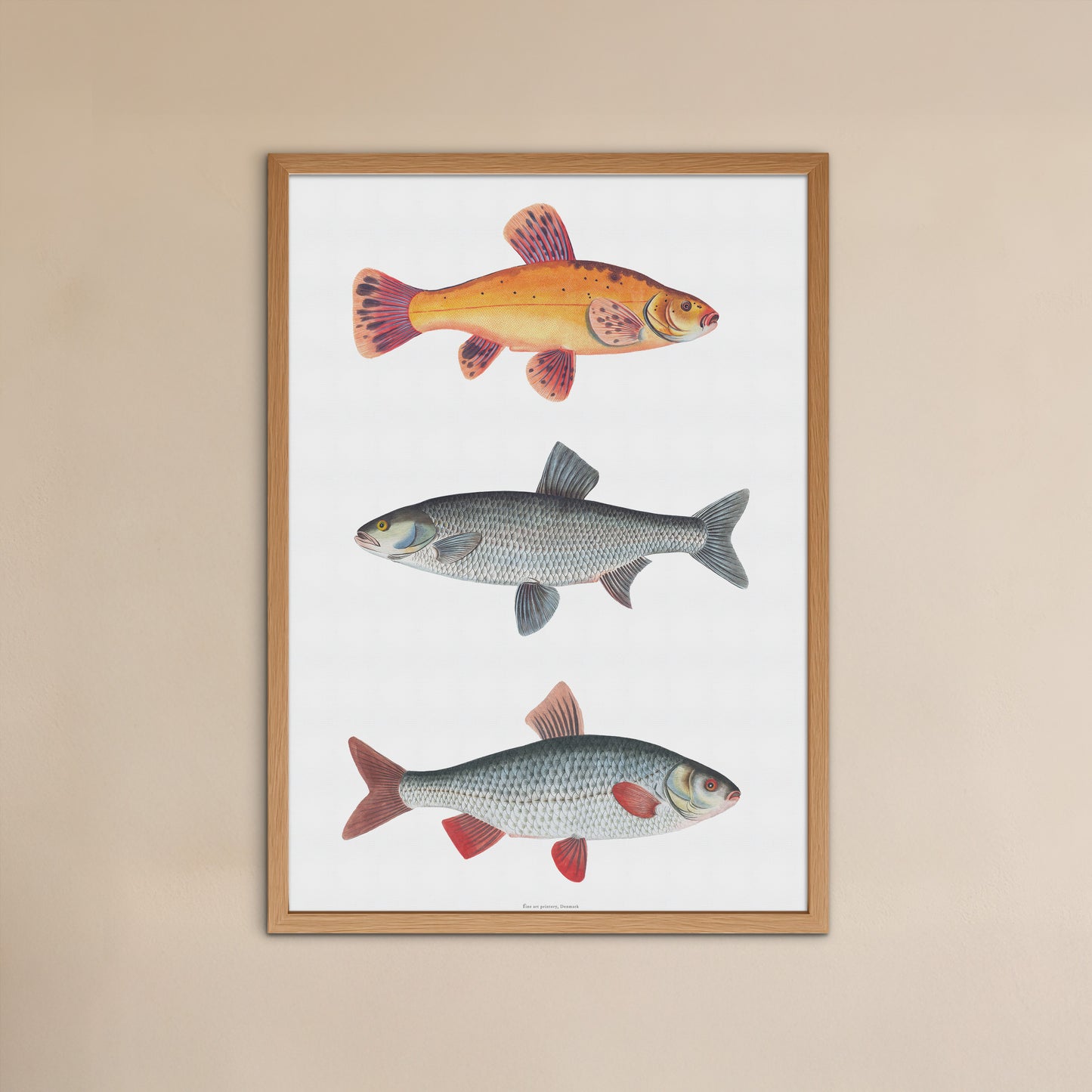 Vintage European Freshwater Fish Chart | Gold Tench, Asp & Roach | 18th Century Ichthyology Art by Bloch