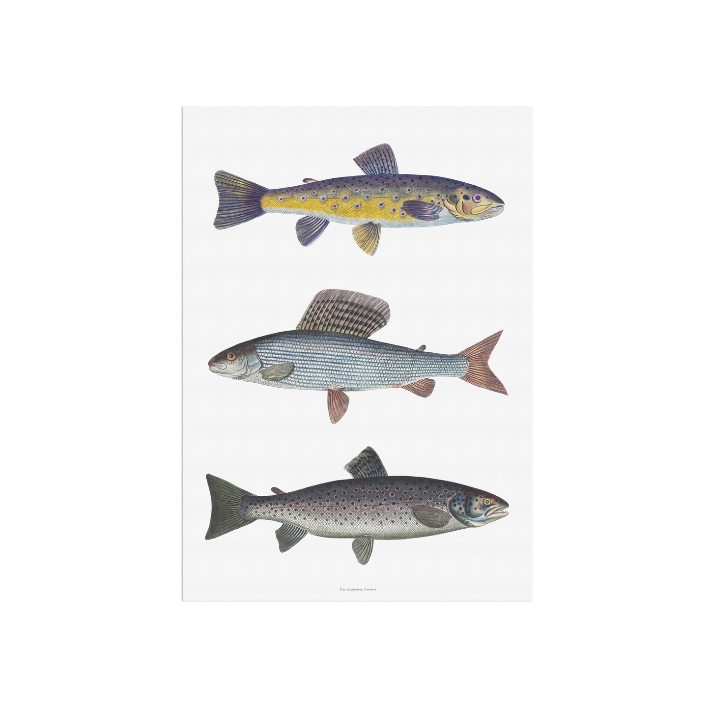 Vintage Fly Fishing Print | River Trout, Grayling & Brown Trout | Bloch 18th Century Salmonid Art