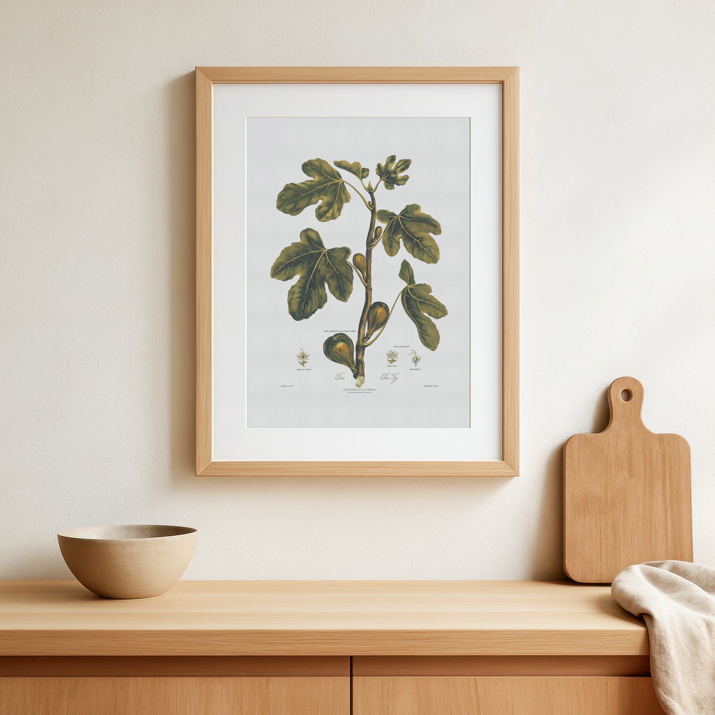 Vintage Fig Poster - Robert John Thornton Botanical Art Print (ca. 1807)