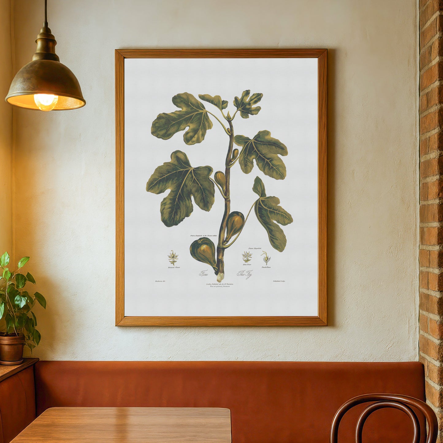 Vintage Fig Poster - Robert John Thornton Botanical Art Print (ca. 1807)