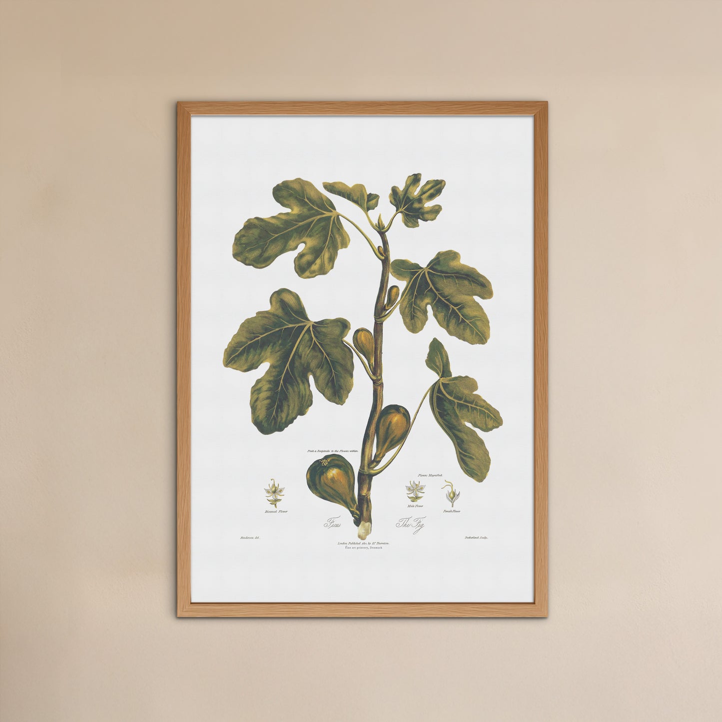 Vintage Fig Poster - Robert John Thornton Botanical Art Print (ca. 1807)