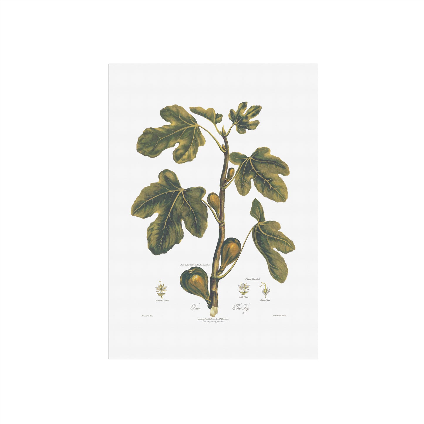 Vintage Fig Poster - Robert John Thornton Botanical Art Print (ca. 1807)