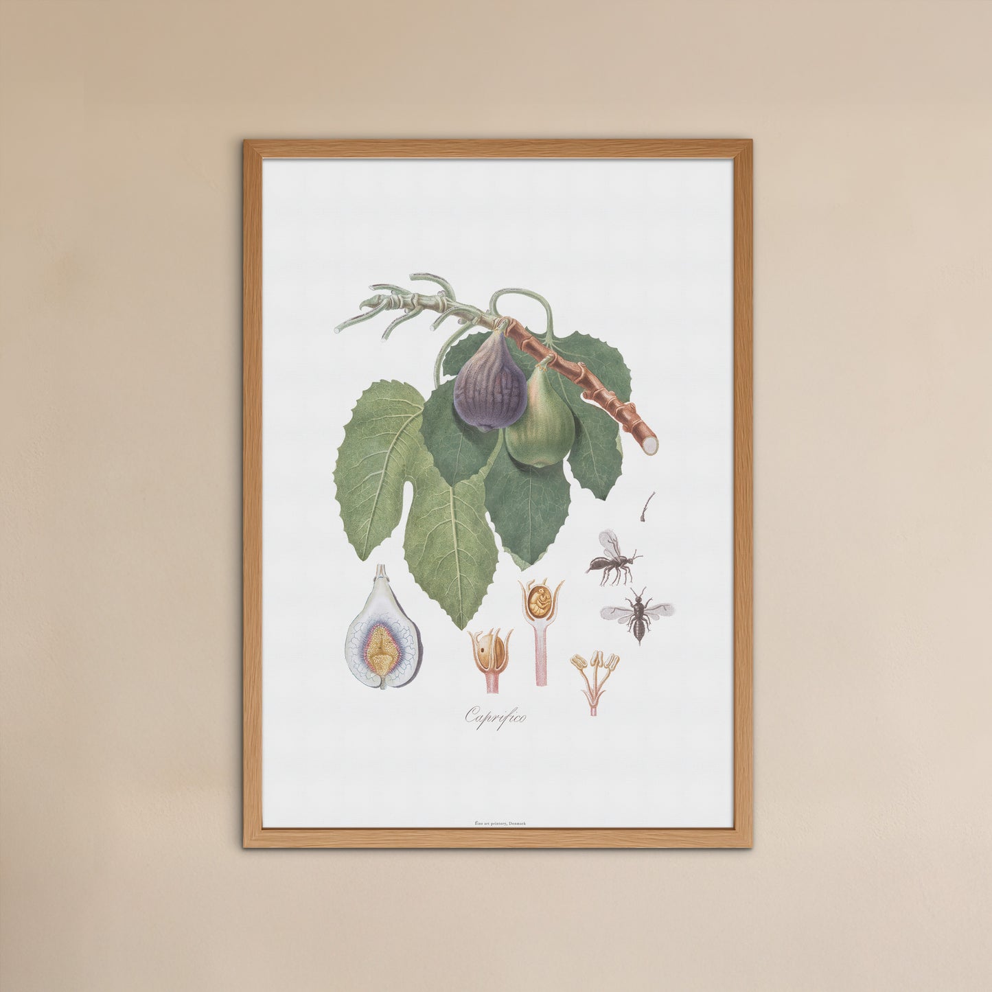 Vintage Caprifig & Fig Wasp Poster - Botanical Art Print by Gallesio