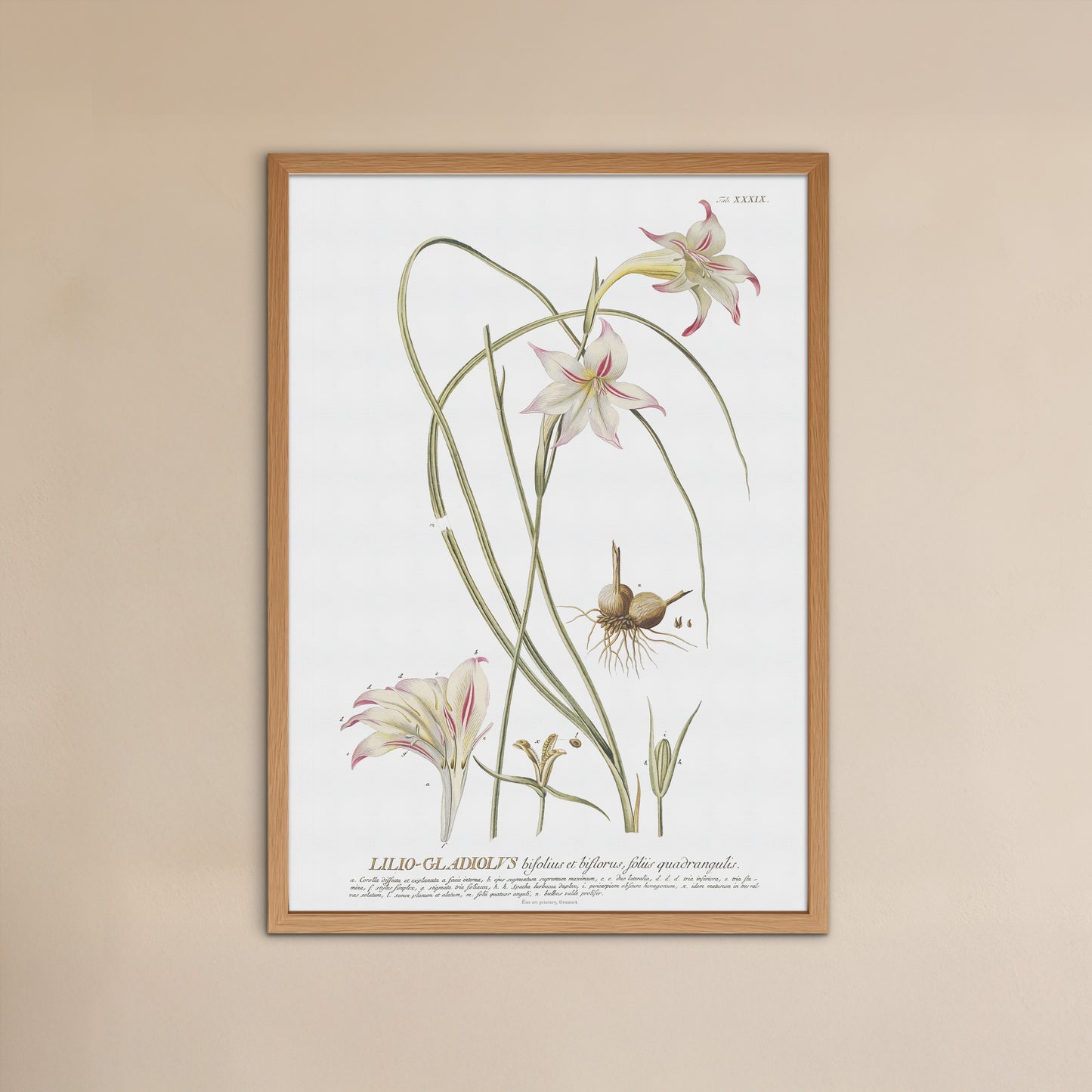 Vintage Gladiolus tristis Botanical Print – 1754 Plantae Selectae Illustration