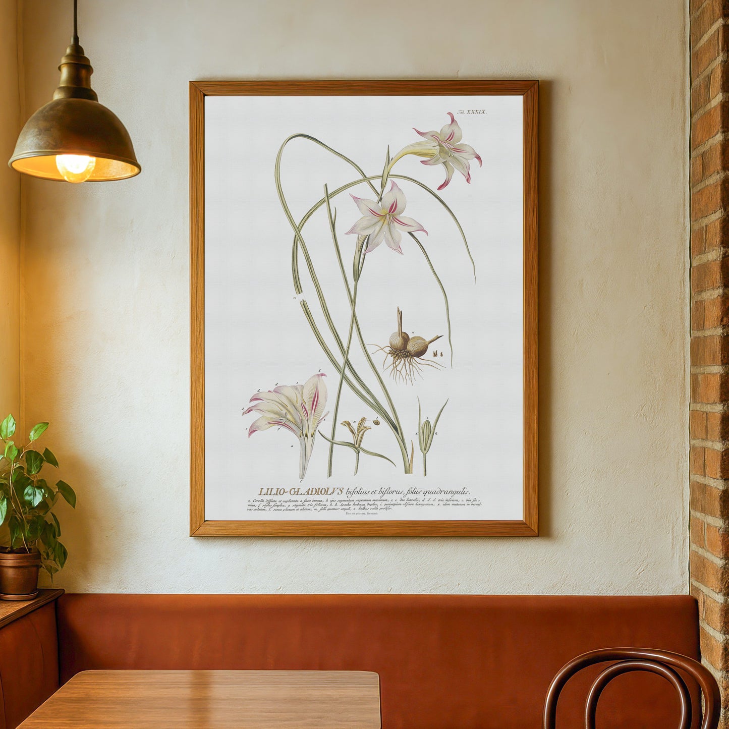 Vintage Gladiolus tristis Botanical Print – 1754 Plantae Selectae Illustration