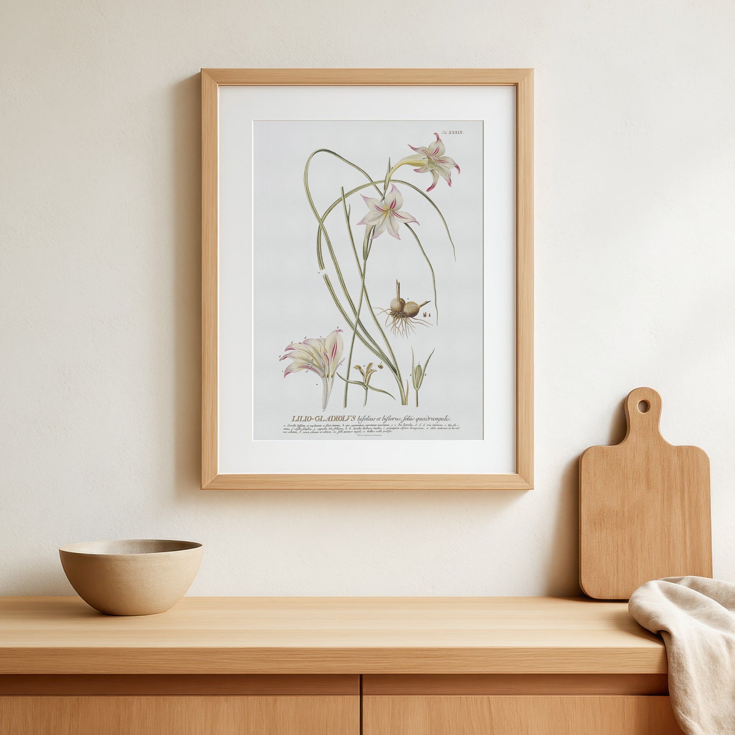 Vintage Gladiolus tristis Botanical Print – 1754 Plantae Selectae Illustration