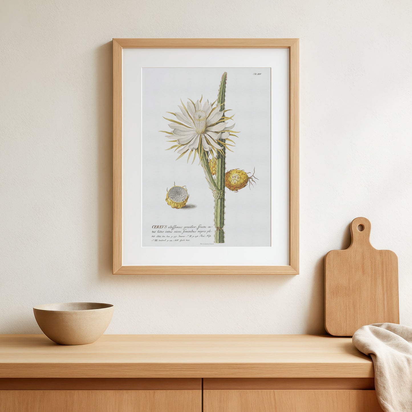 Vintage Night-Blooming Cactus Botanical Print – 1751 Plantae Selectae Illustration