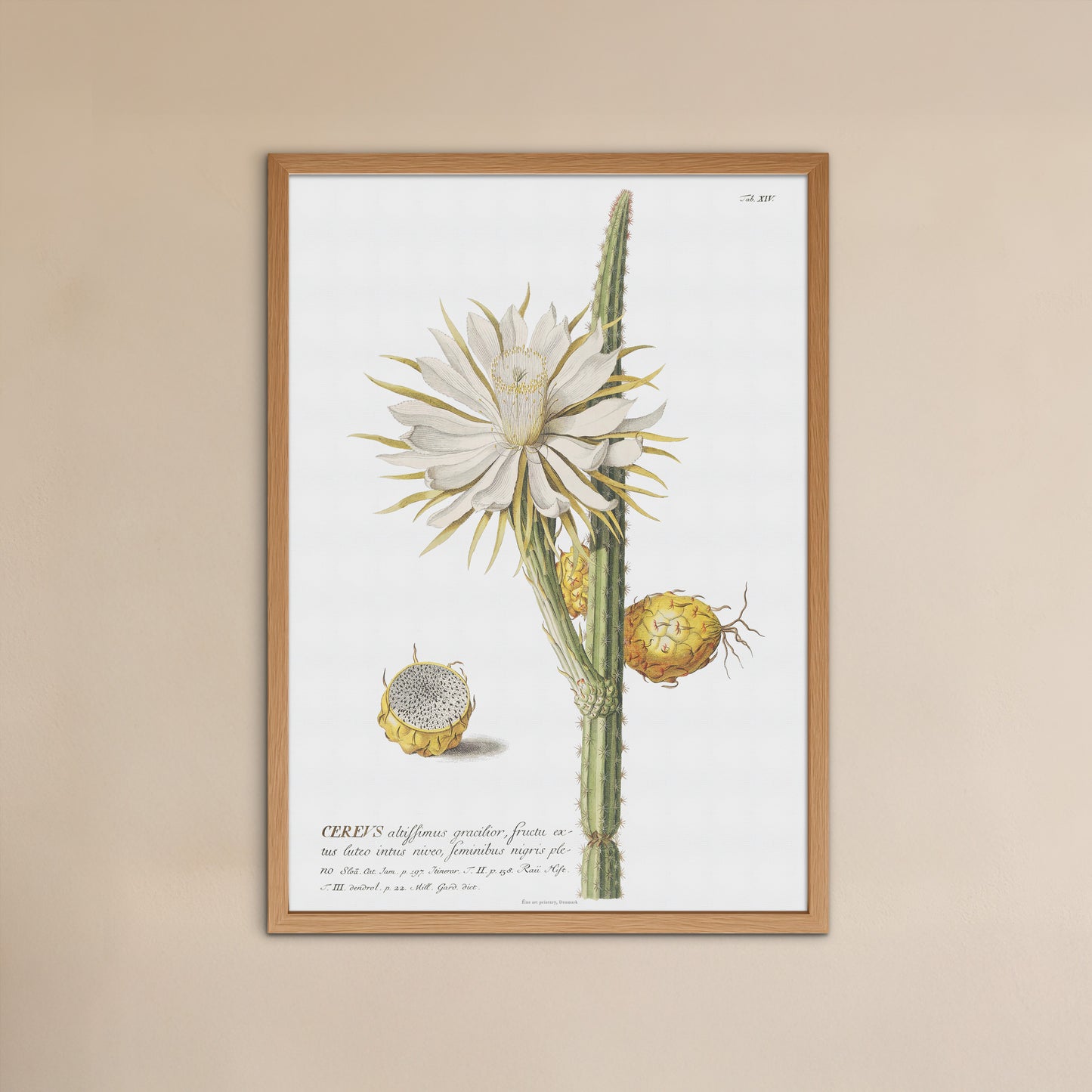Vintage Night-Blooming Cactus Botanical Print – 1751 Plantae Selectae Illustration