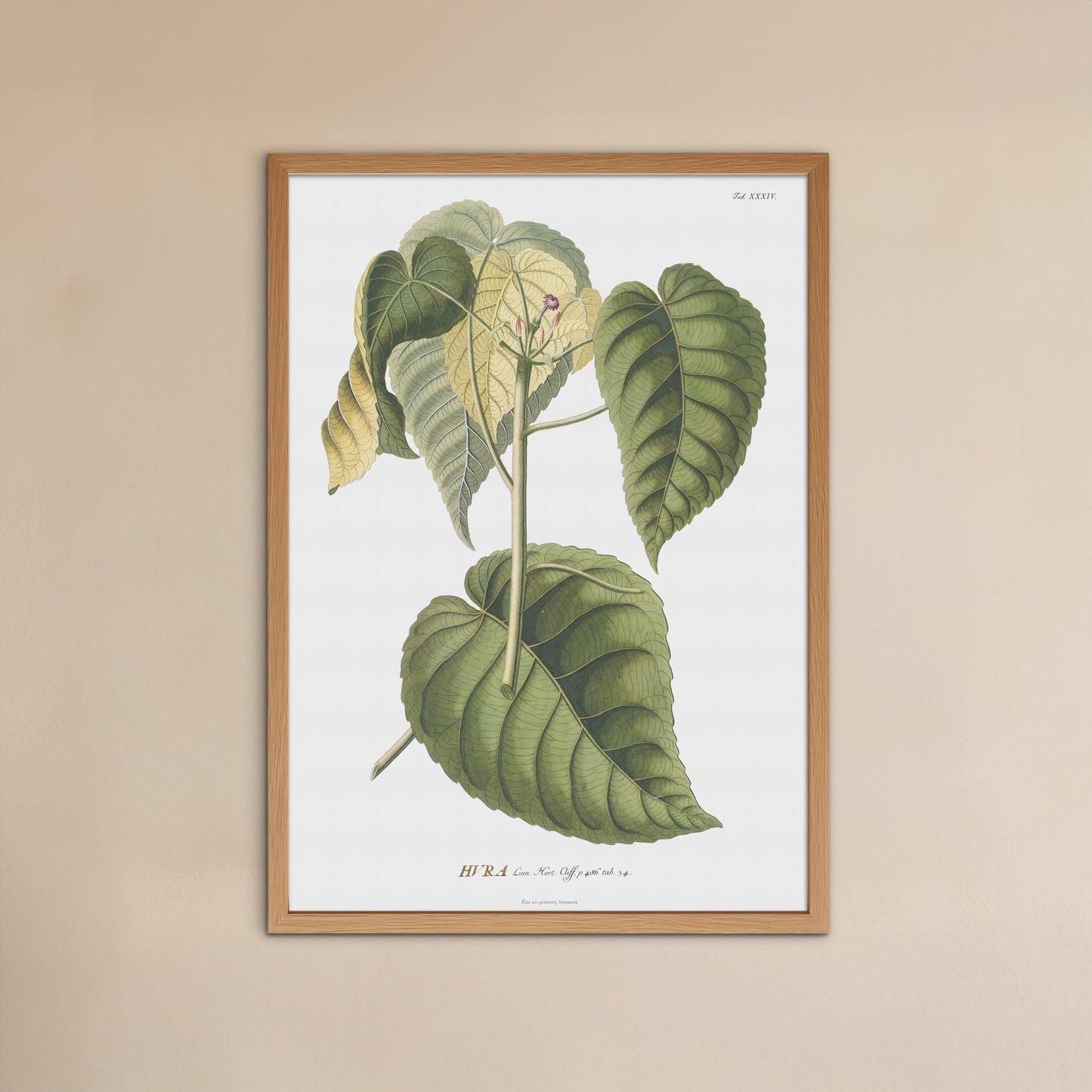 Vintage Sandbox tree Botanical Print – 1754 Plantae Selectae Illustration