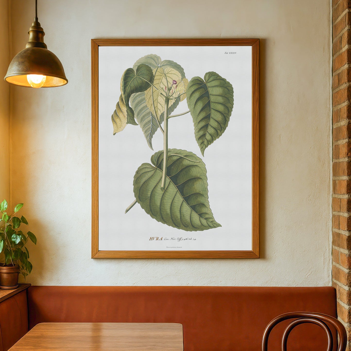 Vintage Sandbox tree Botanical Print – 1754 Plantae Selectae Illustration