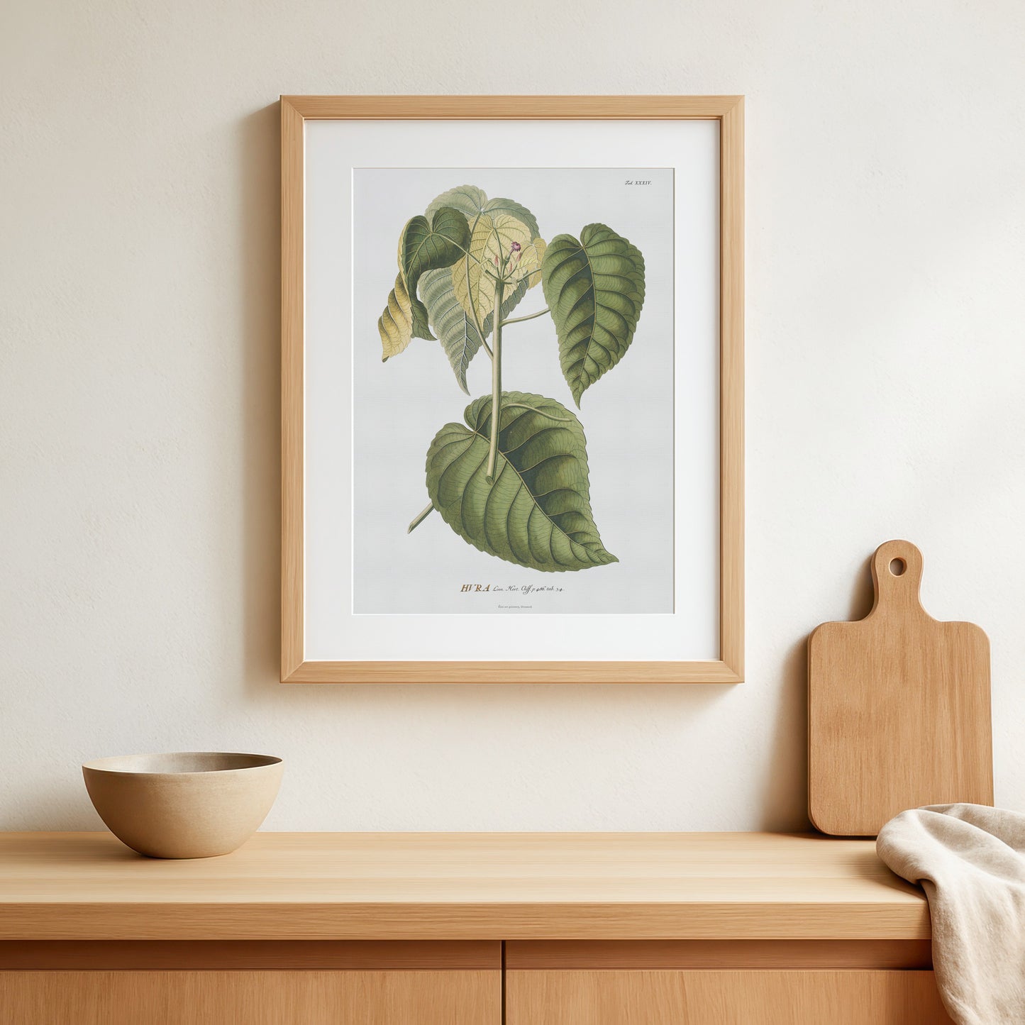 Vintage Sandbox tree Botanical Print – 1754 Plantae Selectae Illustration