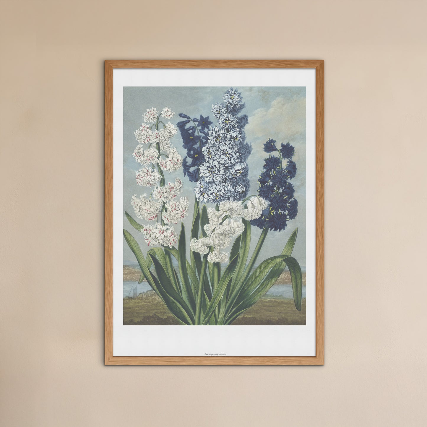 Vintage Hyacinth Flowers Poster - The Temple of Flora by Robert John Thornton - Botanical Art Print