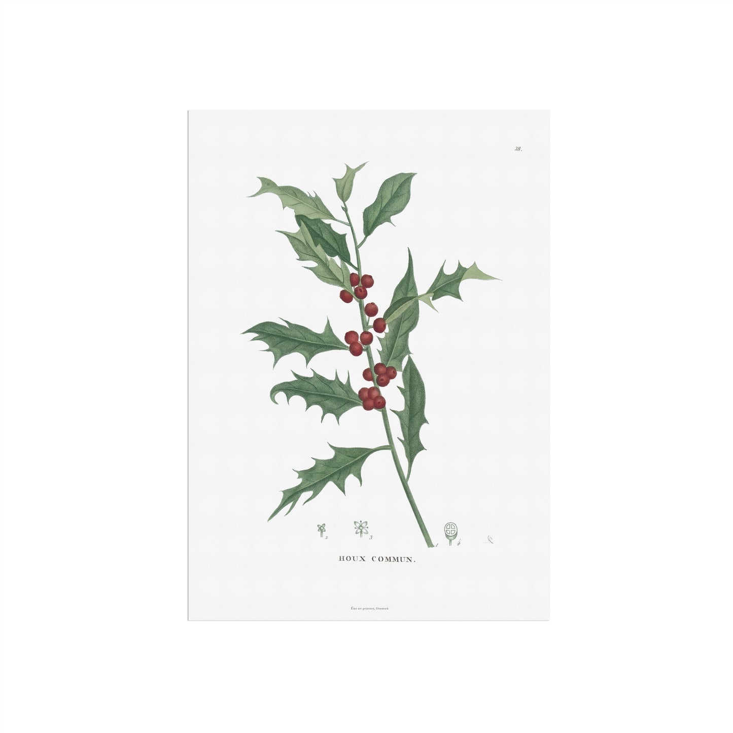 Vintage Holly Botanical Print - Ilex aquifolium from 1824 | Common Holly Poster