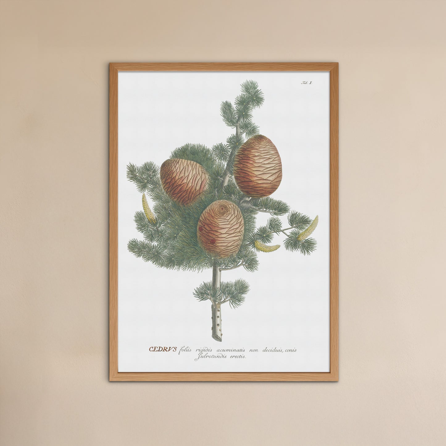 Vintage Cedar Tree Botanical Print – 1750 Plantae Selectae Illustration