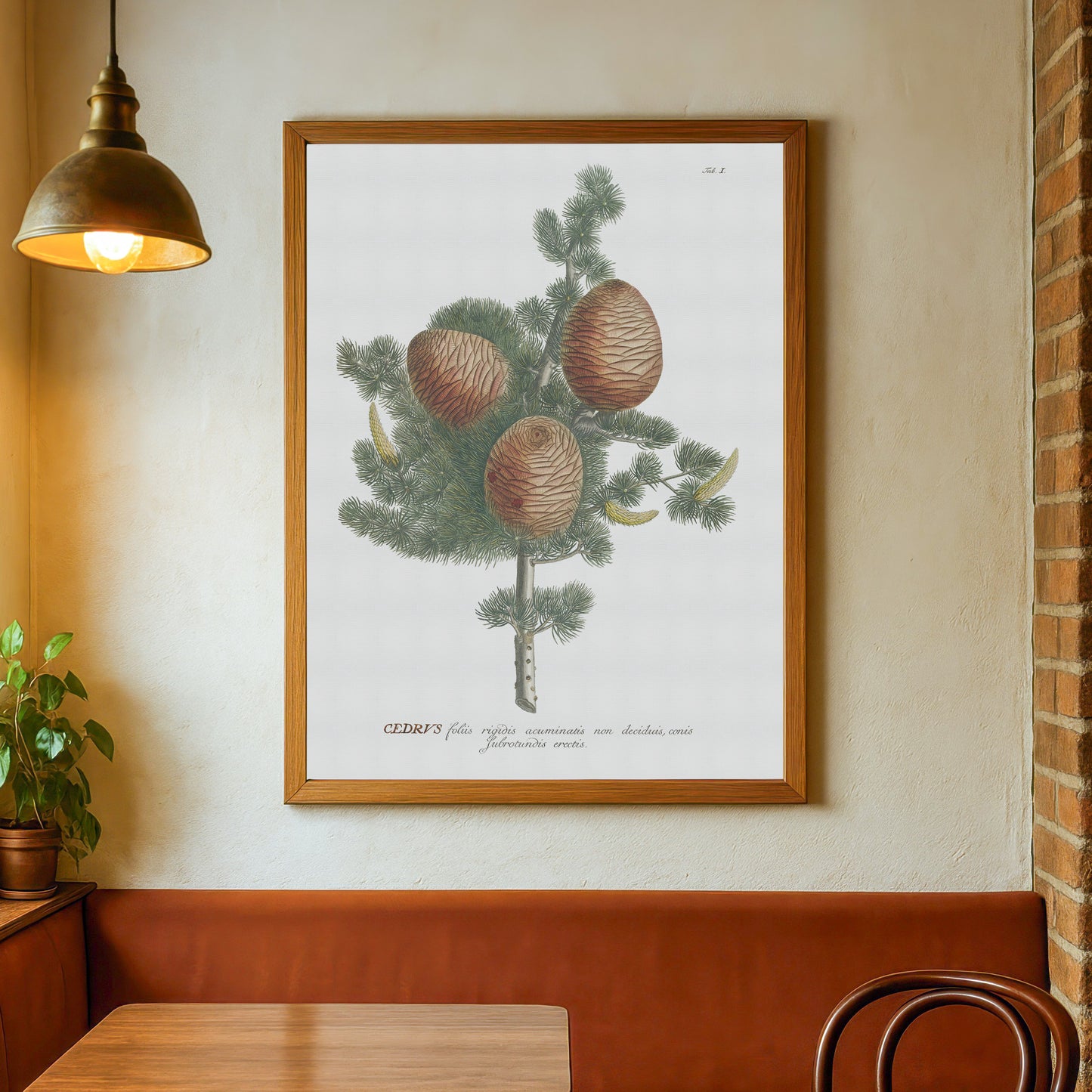 Vintage Cedar Tree Botanical Print – 1750 Plantae Selectae Illustration