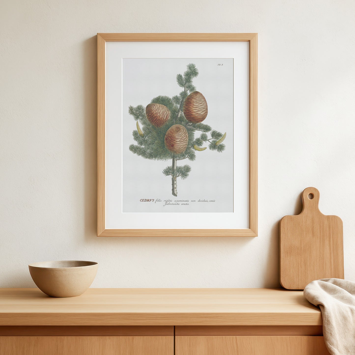 Vintage Cedar Tree Botanical Print – 1750 Plantae Selectae Illustration