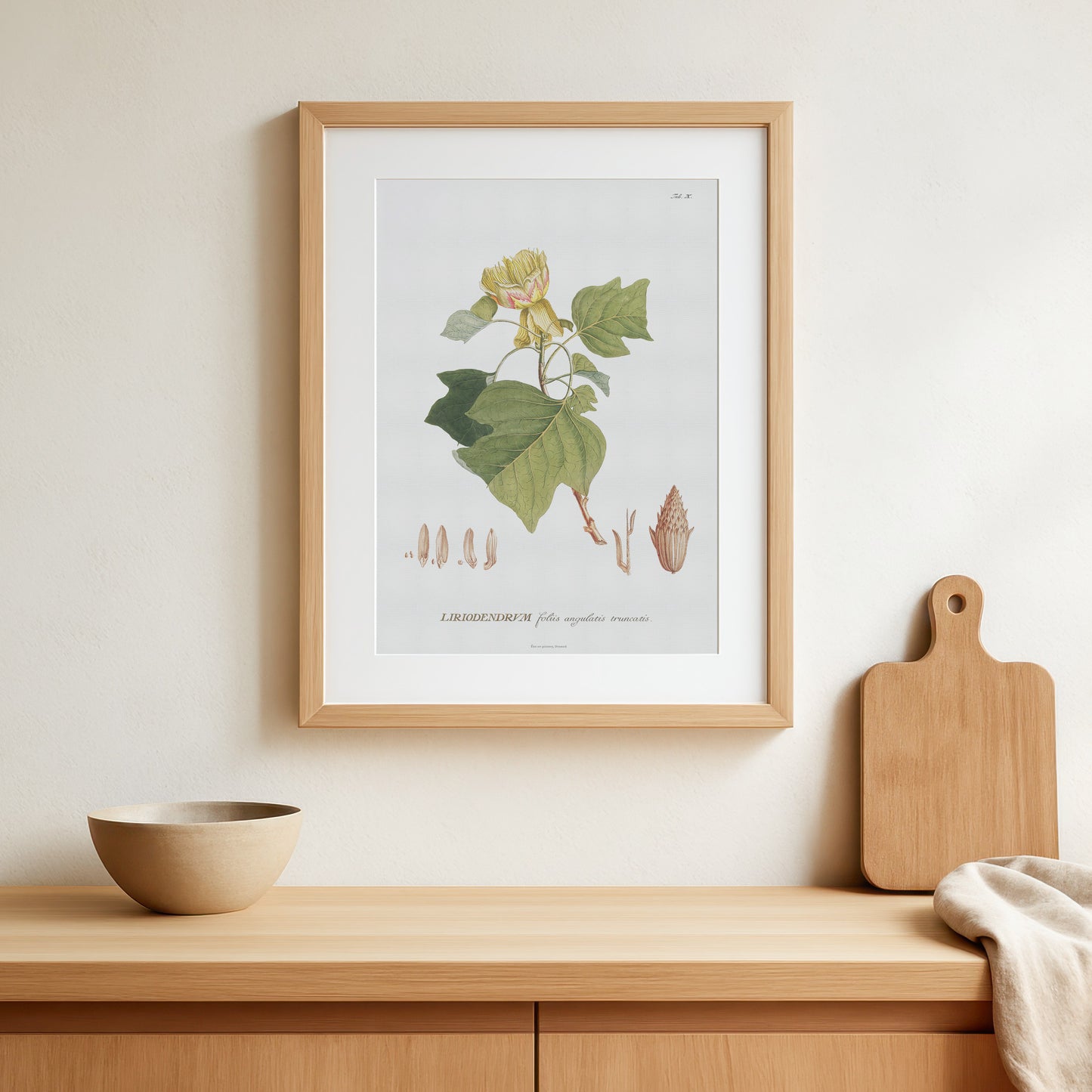 Vintage Tulip Tree Botanical Print – 1750 Plantae Selectae Illustration