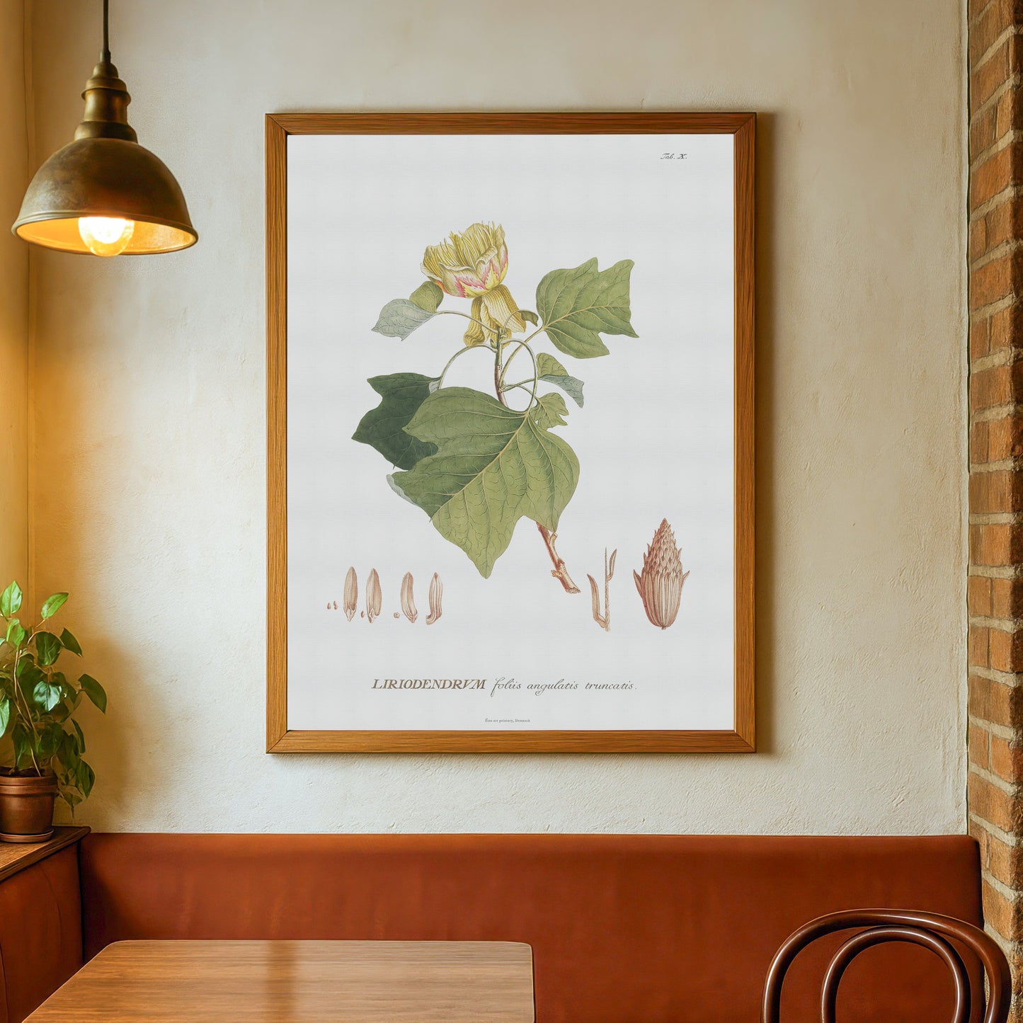 Vintage Tulip Tree Botanical Print – 1750 Plantae Selectae Illustration