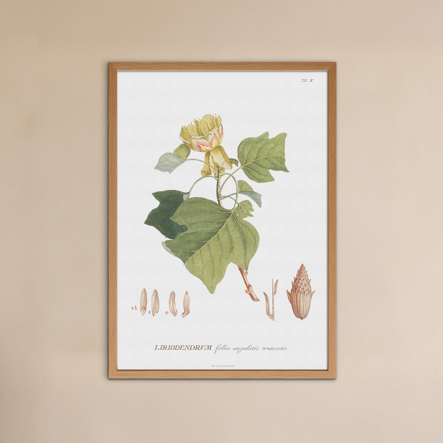 Vintage Tulip Tree Botanical Print – 1750 Plantae Selectae Illustration