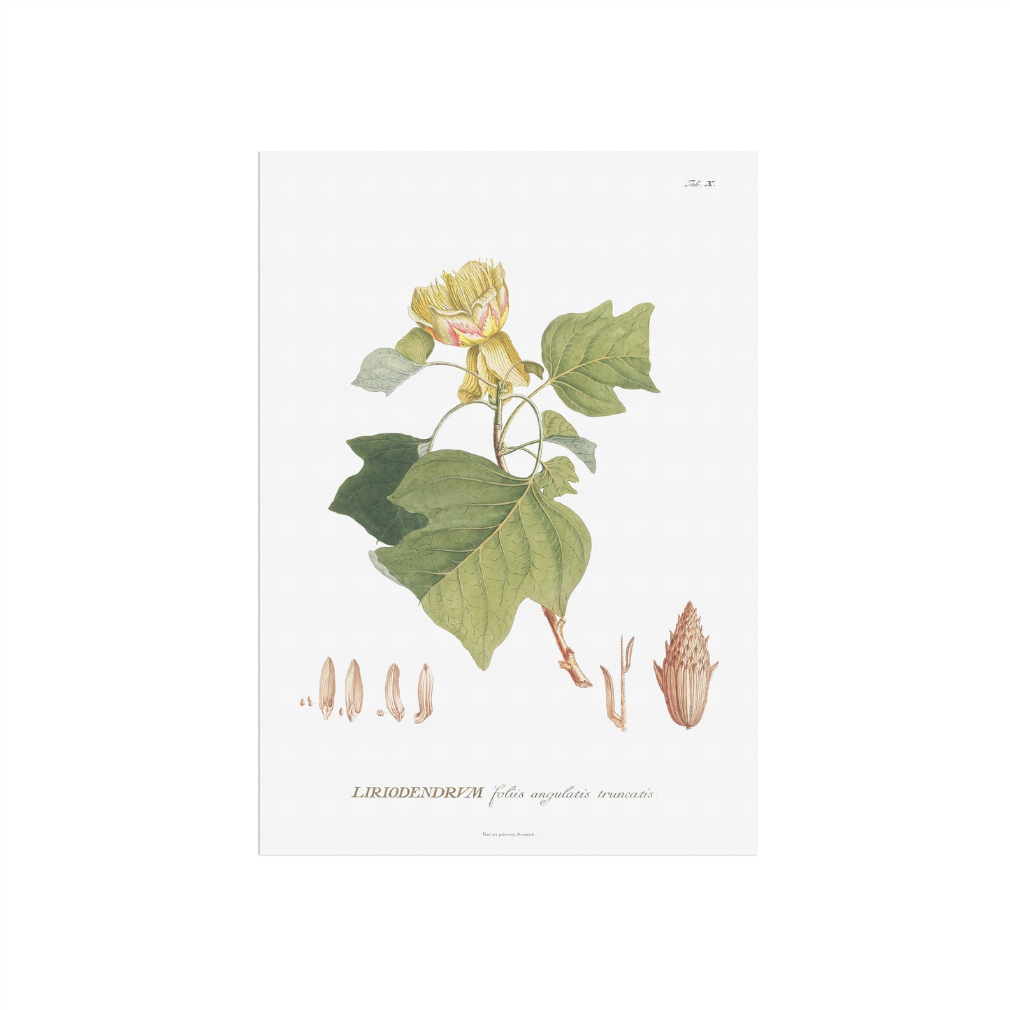 Vintage Tulip Tree Botanical Print – 1750 Plantae Selectae Illustration