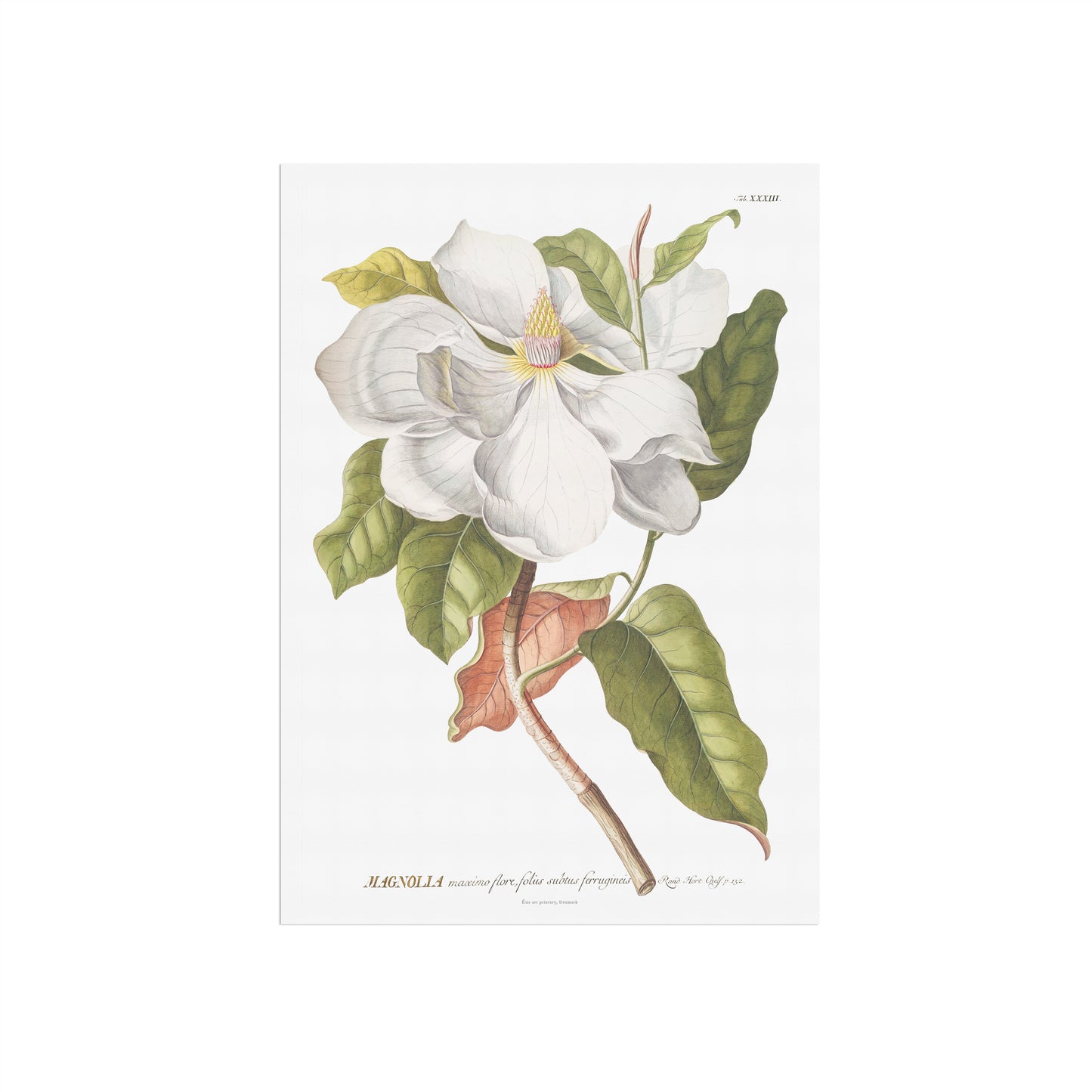 Vintage Southern Magnolia Botanical Print – 1754 Plantae Selectae Illustration