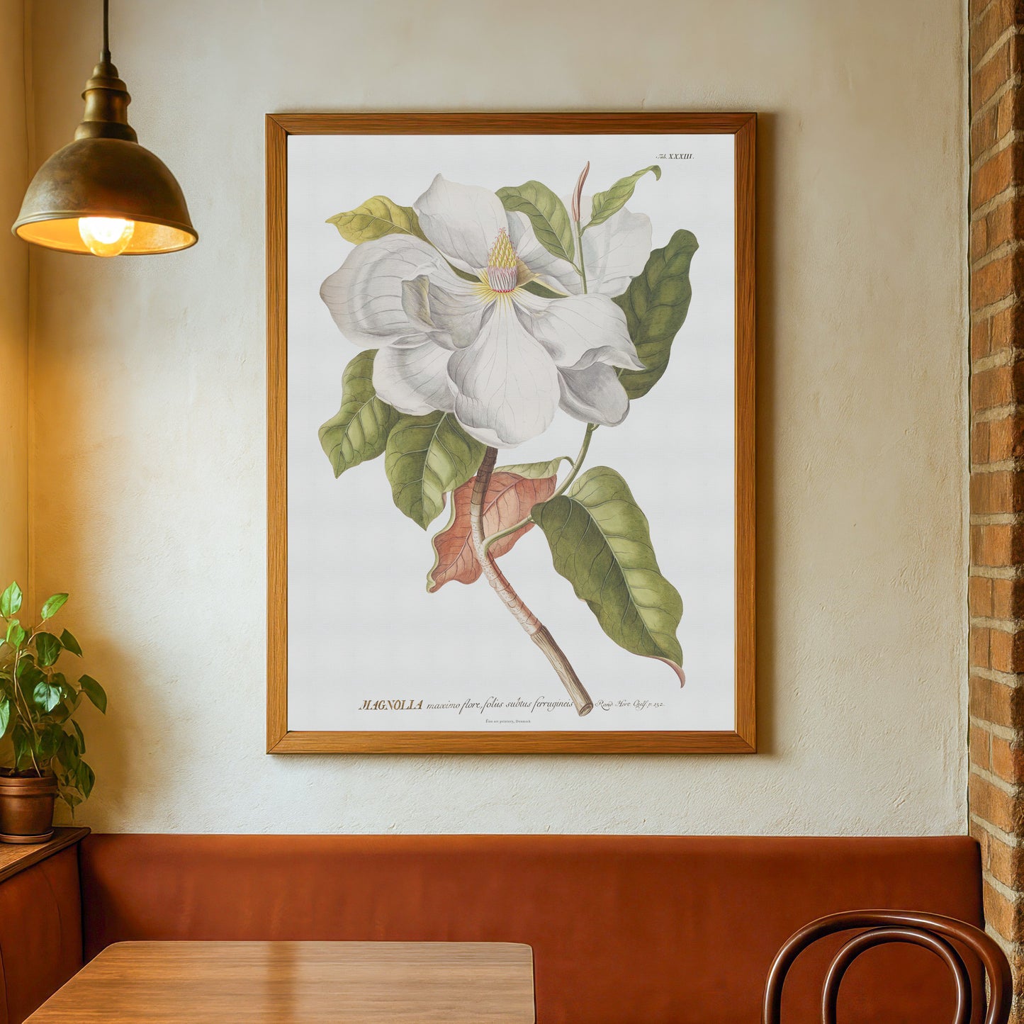 Vintage Southern Magnolia Botanical Print – 1754 Plantae Selectae Illustration